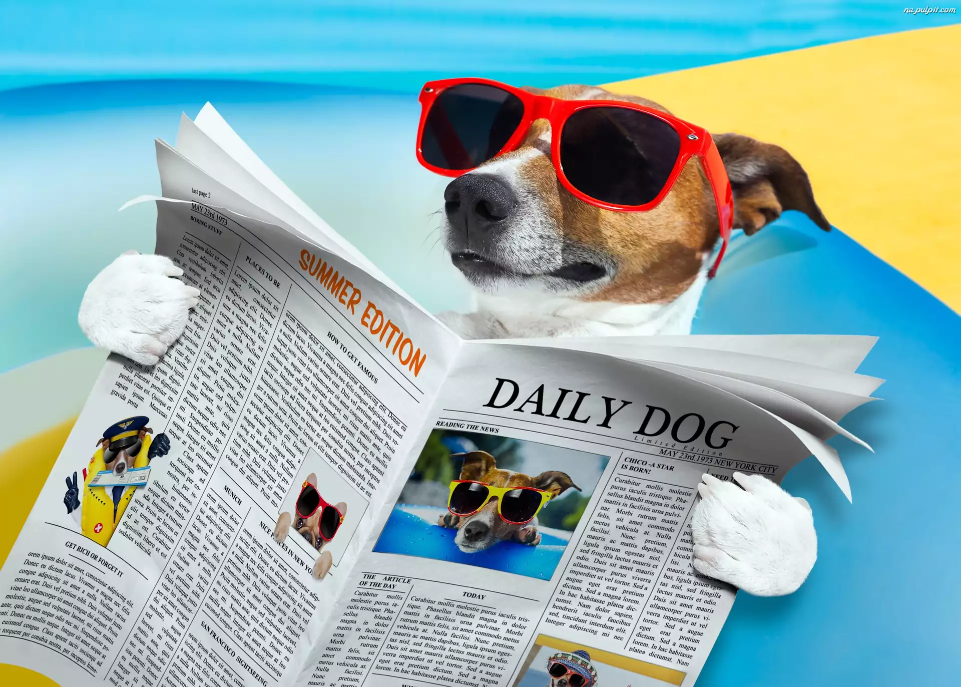 Śmieszne, Jack Russell Terrier, Okulary, Gazeta