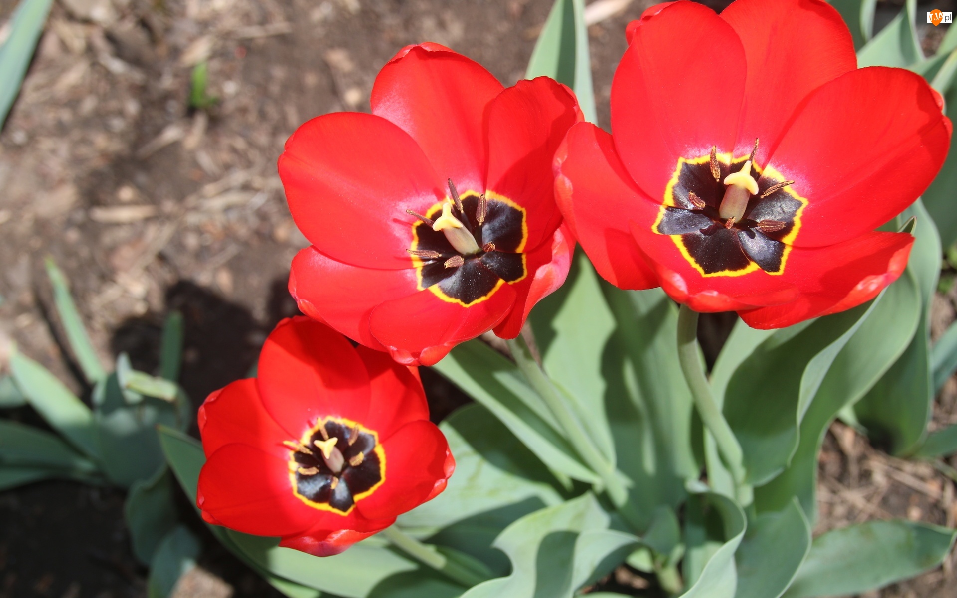 Tulipany, Trzy, Czerwone