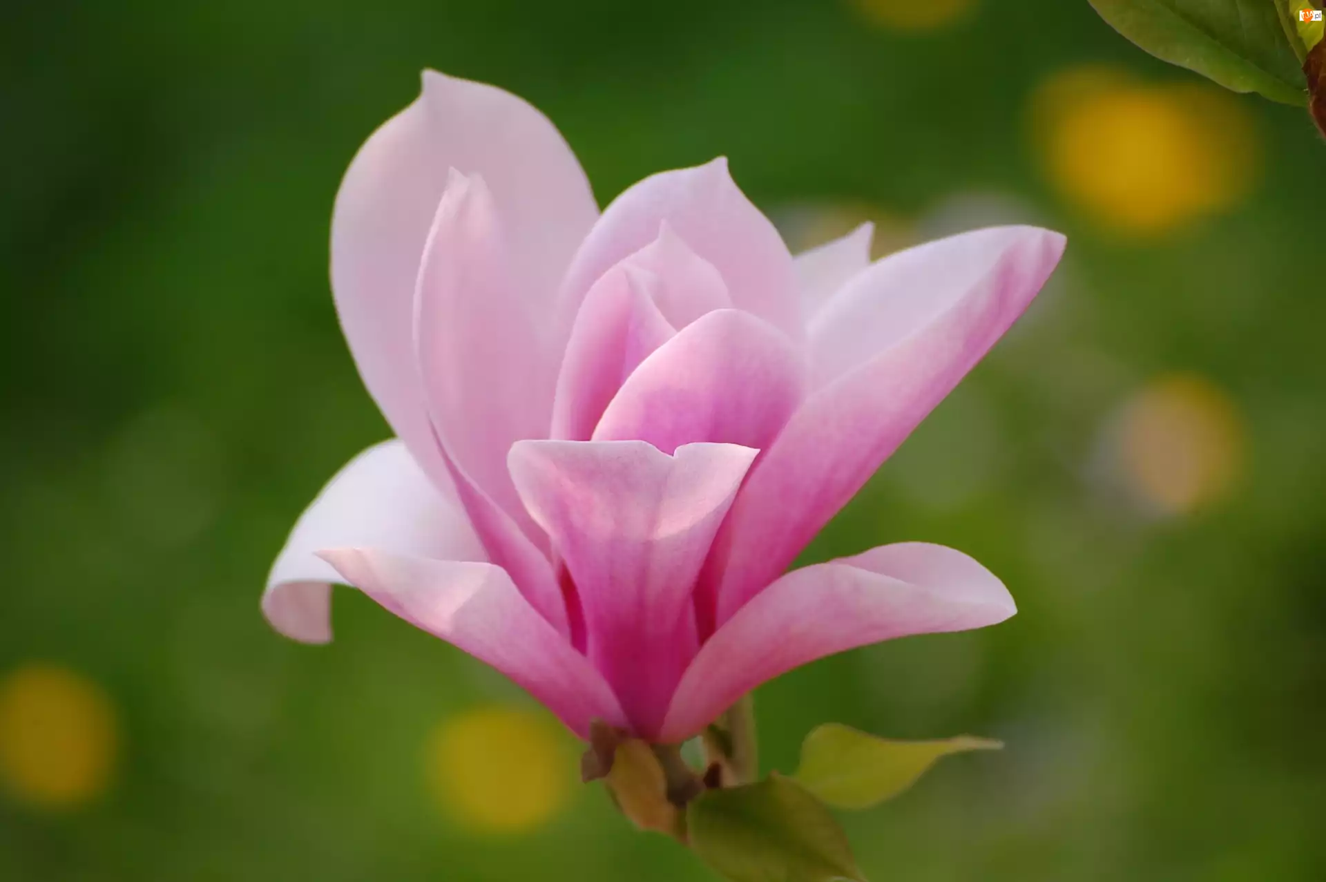 Magnolii, Kwiat