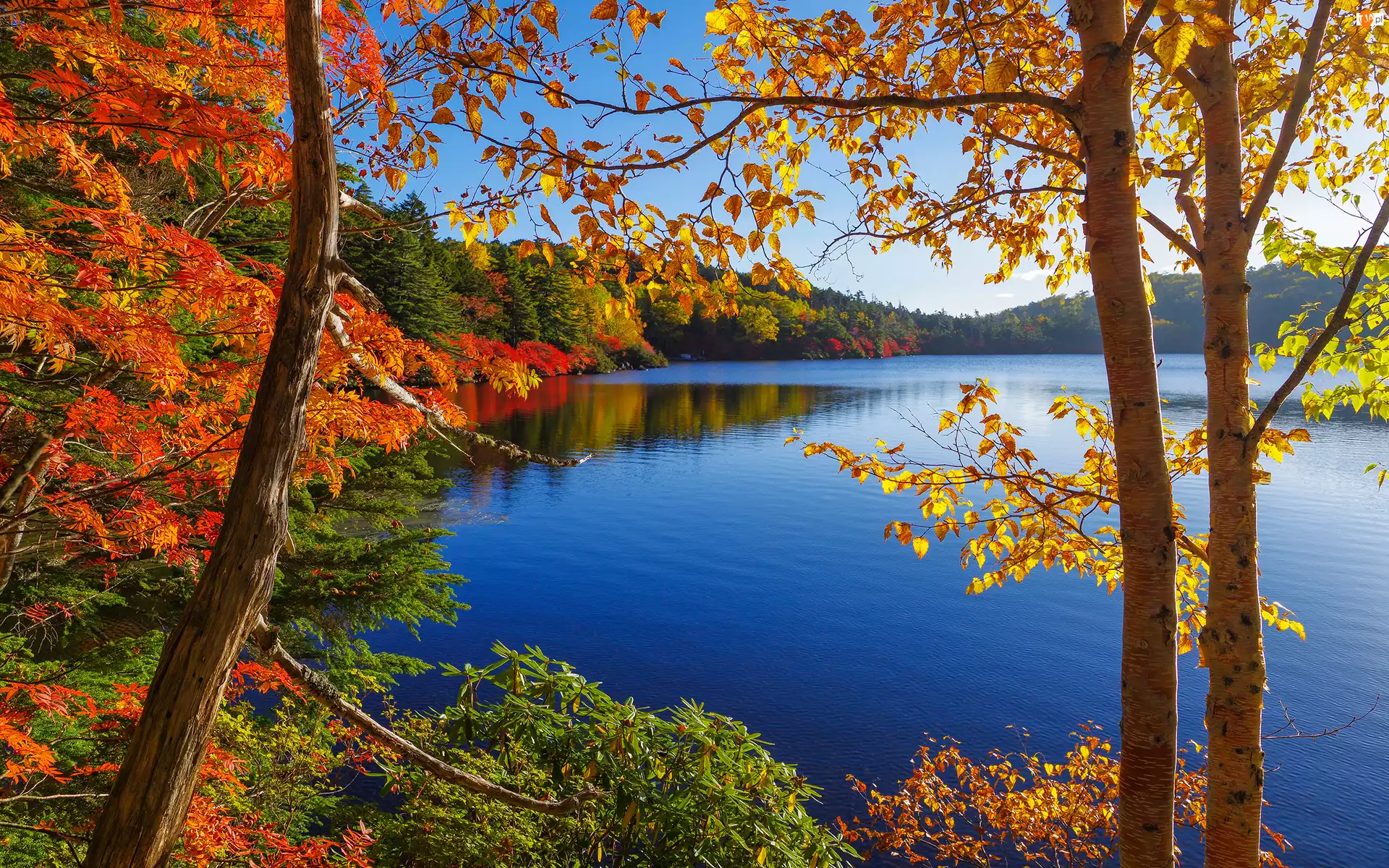 Jesień, Jezioro, Las, Drzewa