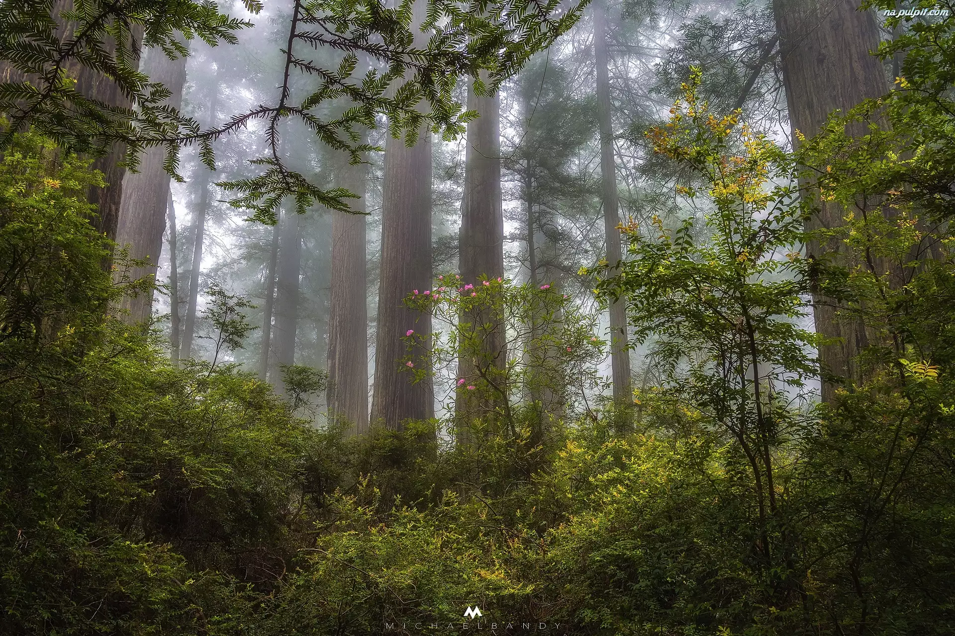 Las, Mgła