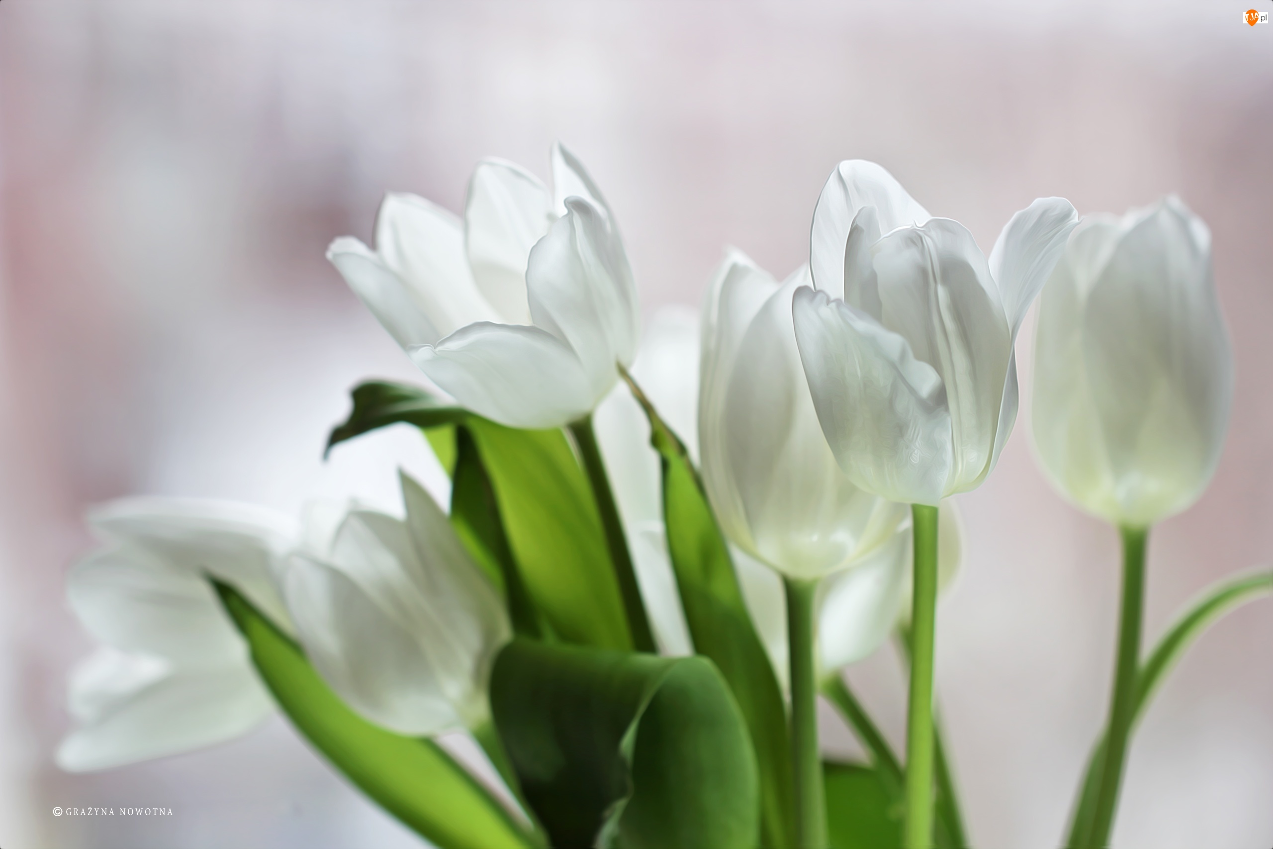 Kwiaty, Białe, Tulipany