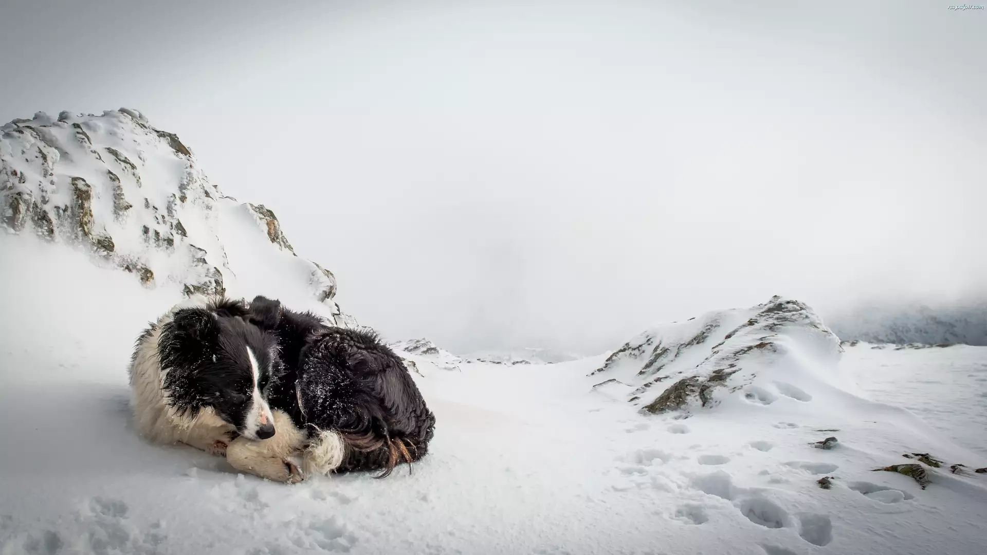 Zima, Pies, Pagórki, Śnieg