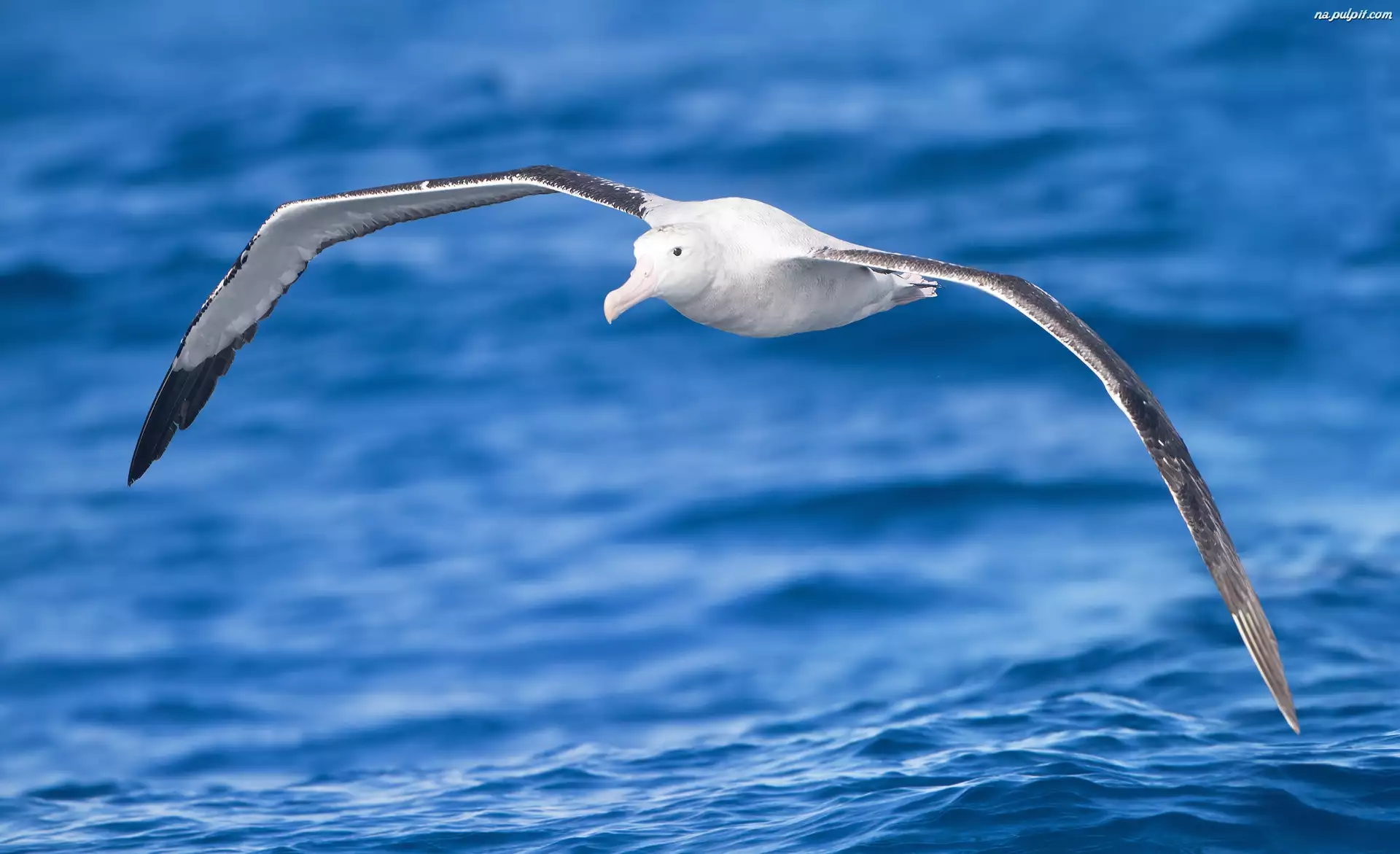 Albatros, Morze