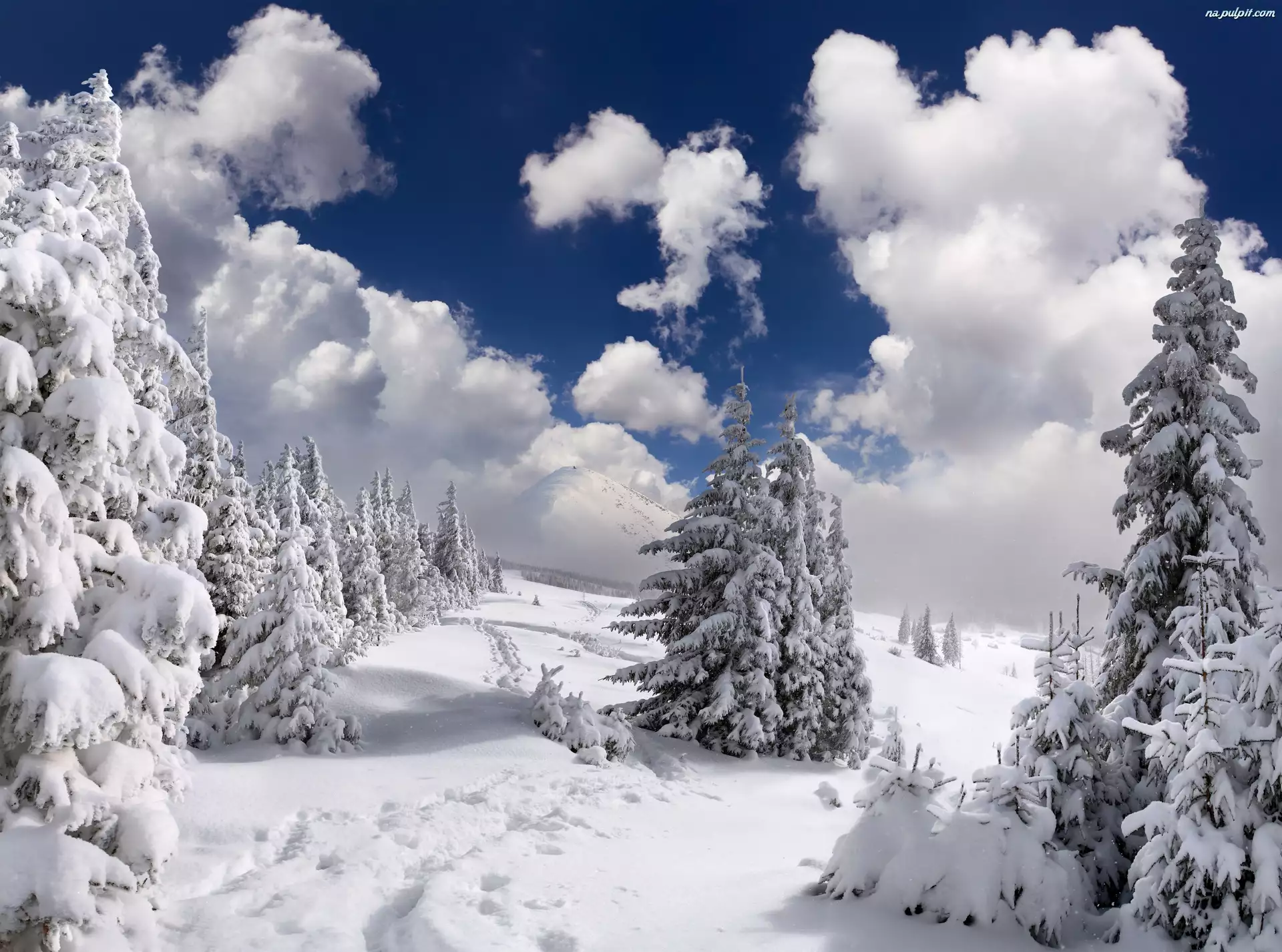 Wzgórza, Śnieg, Drzewa, Świerki