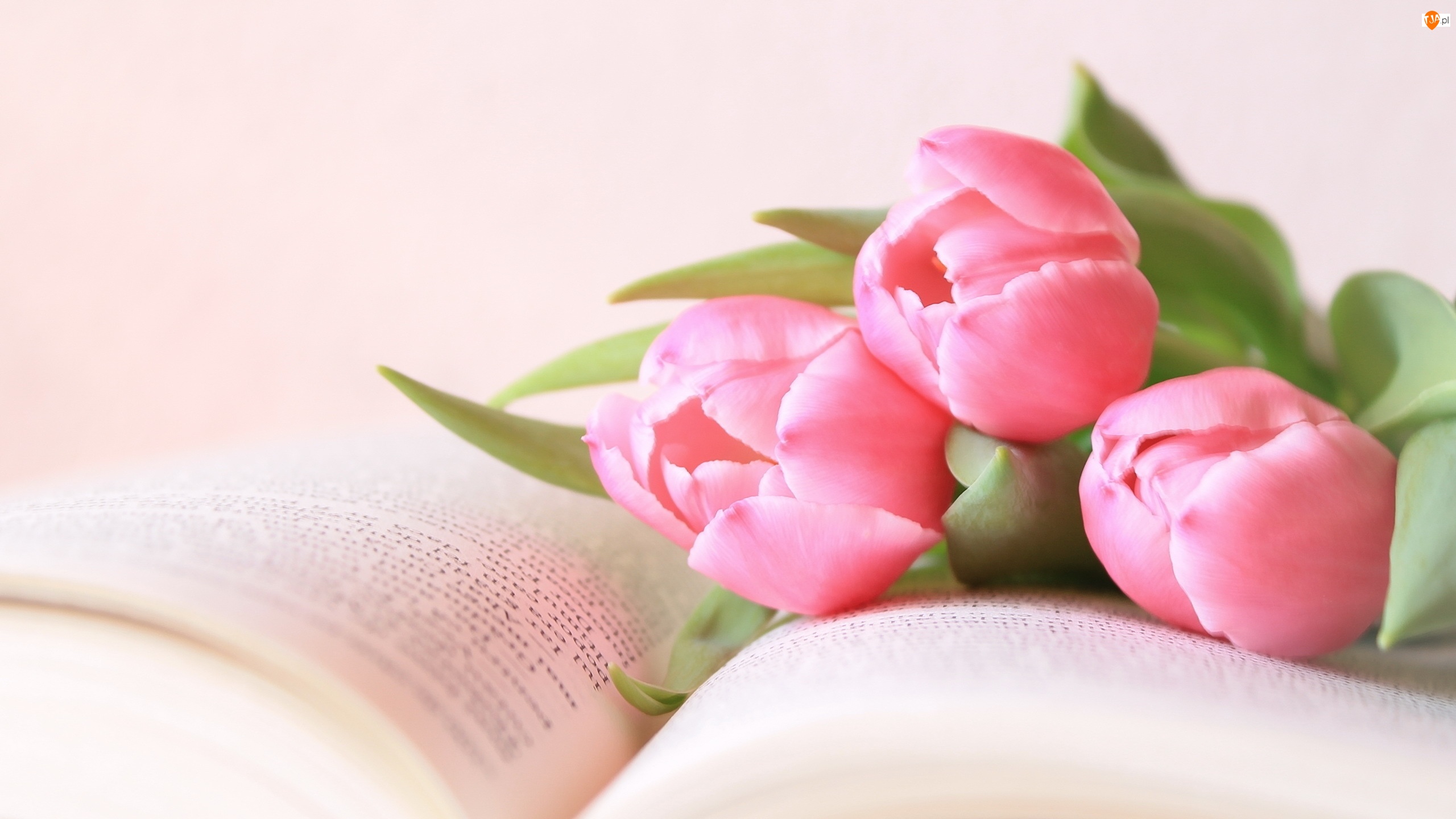 Książka, Różowe, Tulipany