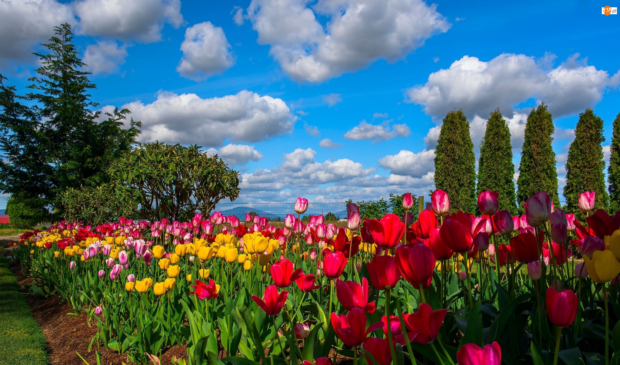 Obłoki, Kolorowe Tulipany, Drzewa, Ogródek, Niebo