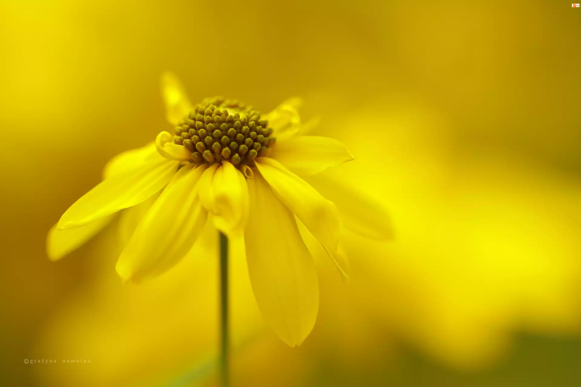 Kwiat, Rudbekia Naga, Żółty