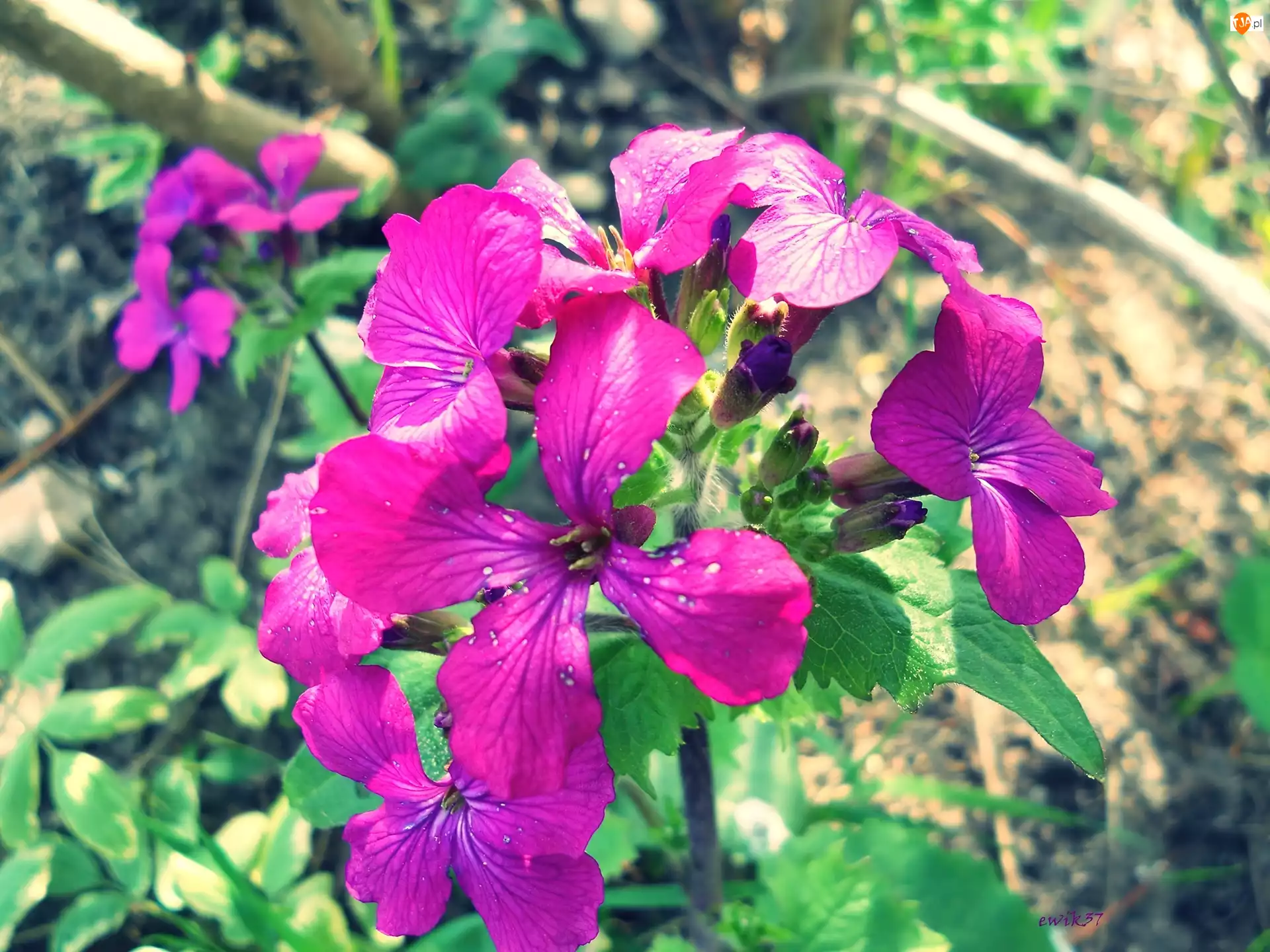 Kwiaty, Fioletowe