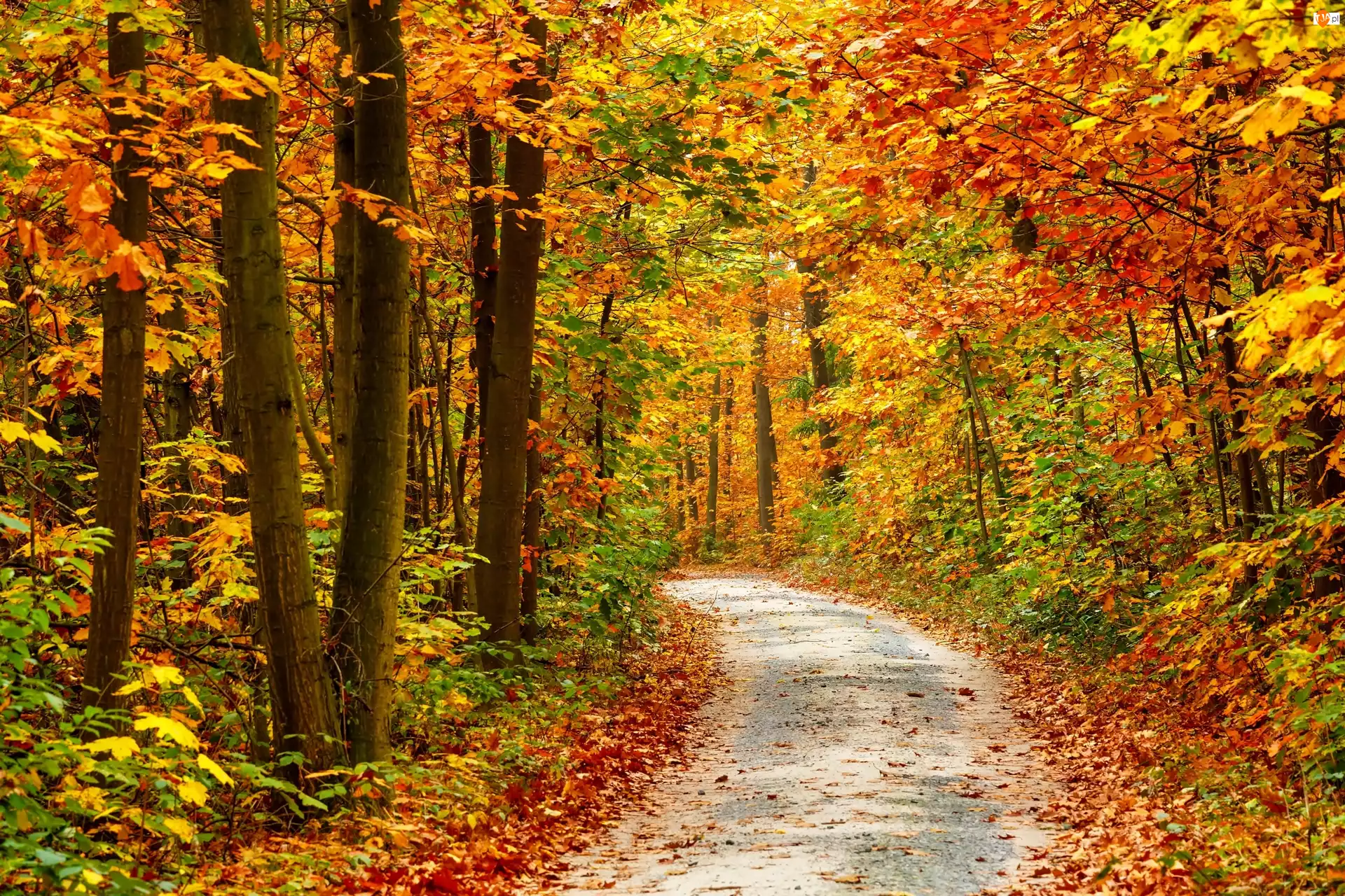 Ścieżka, Jesień, Las, Drzewa