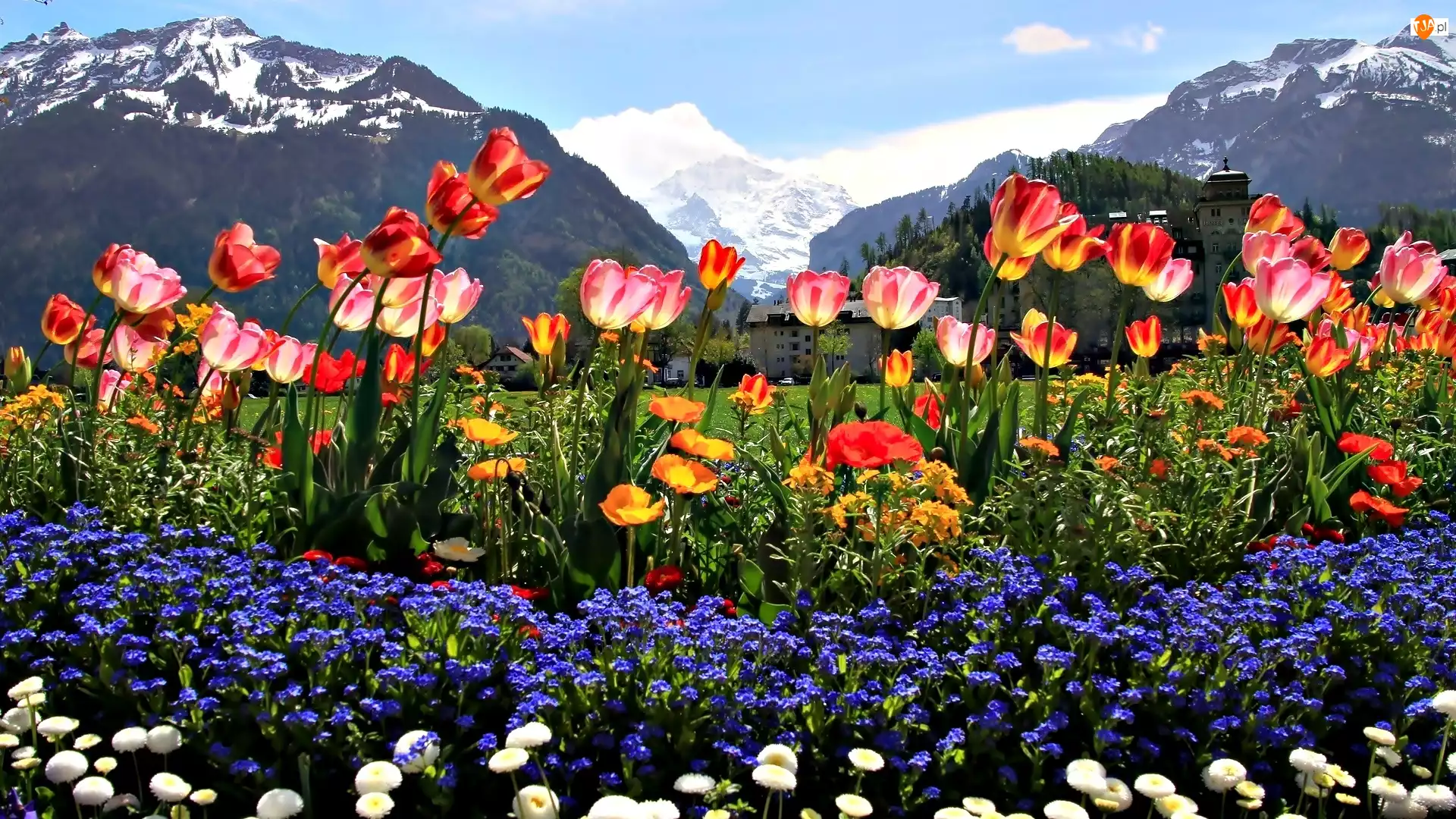 Góry, Stokrotki, Kwiaty, Tulipany