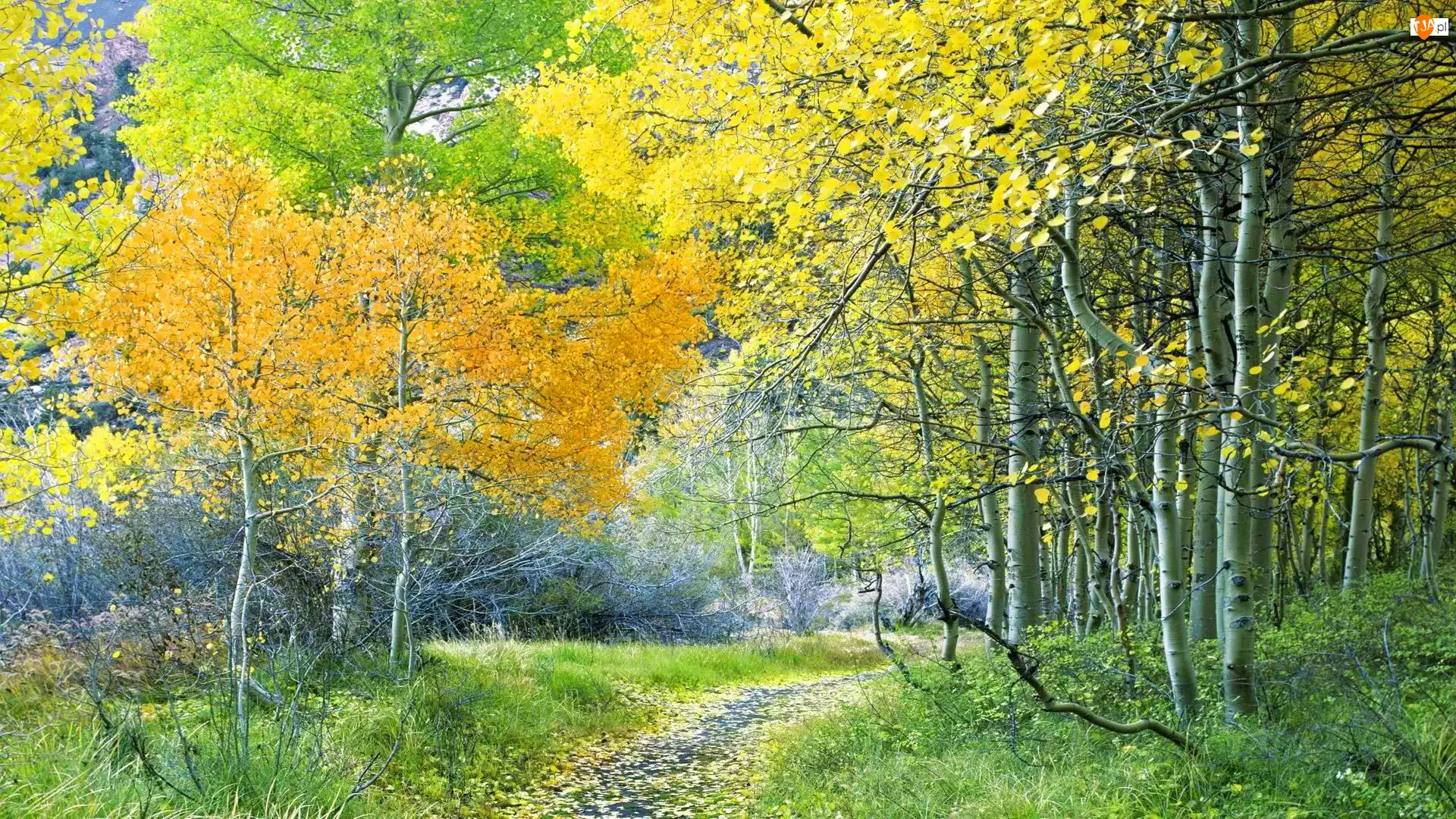 Jesień, Las, Brzozy, Ścieżka, Liście