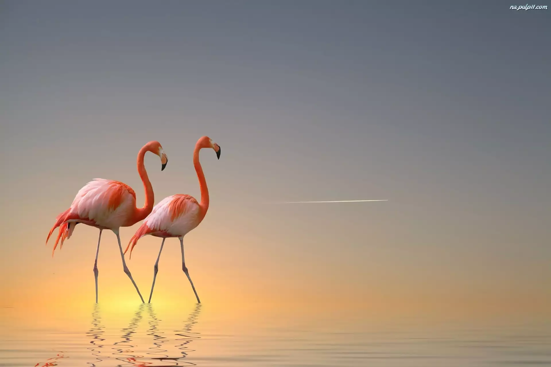Flamingi, Słońca, Wybrzeże, Wschód