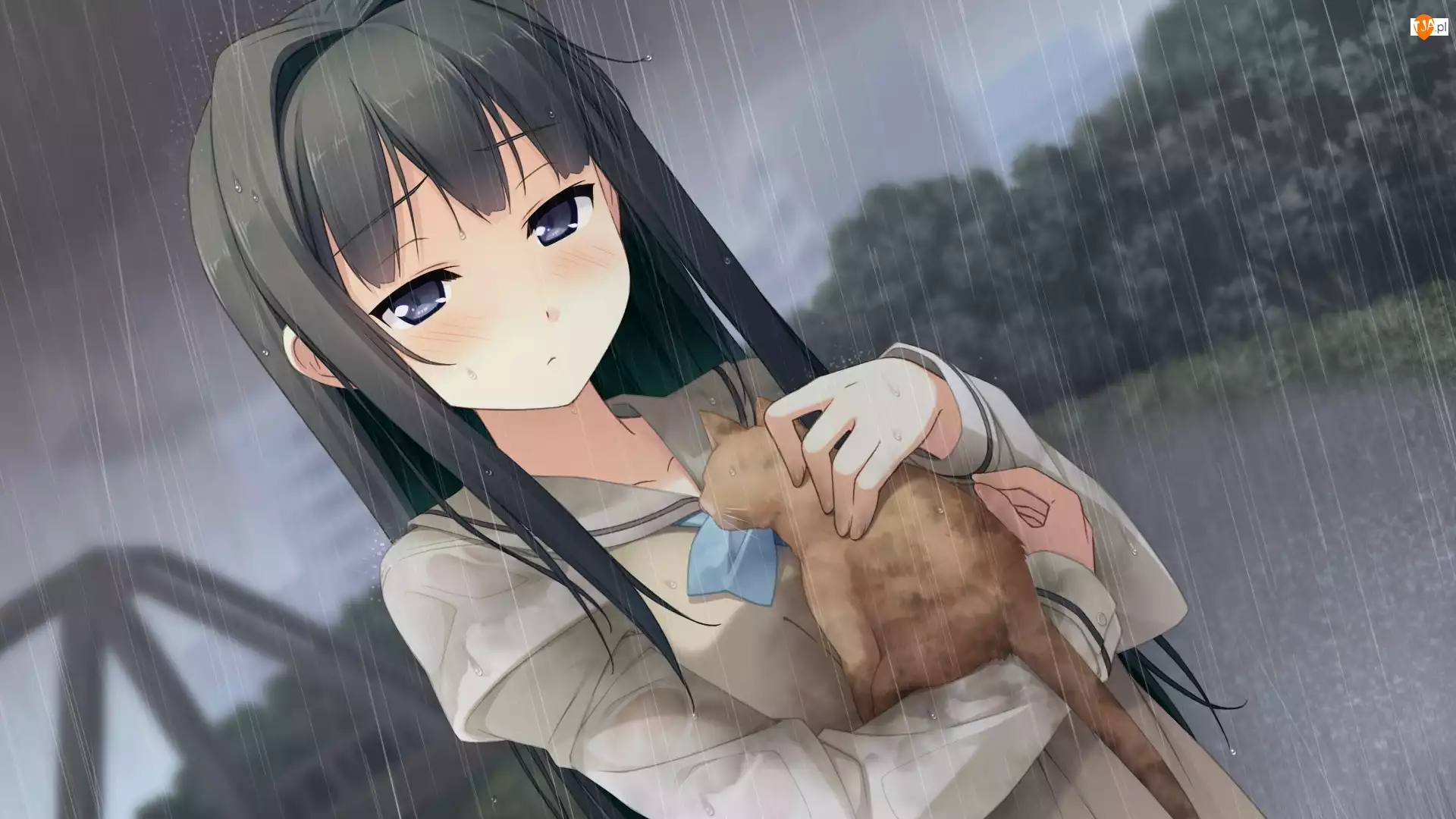 Anime, Dziewczyna, Deszcz, Kot, Manga