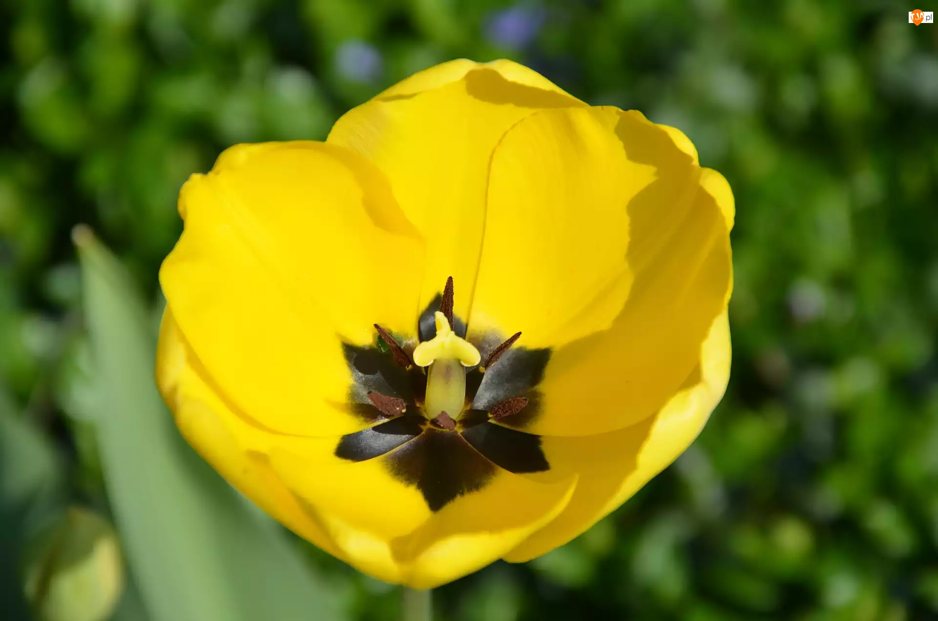 Tulipan, Rozwinięty, Żółty