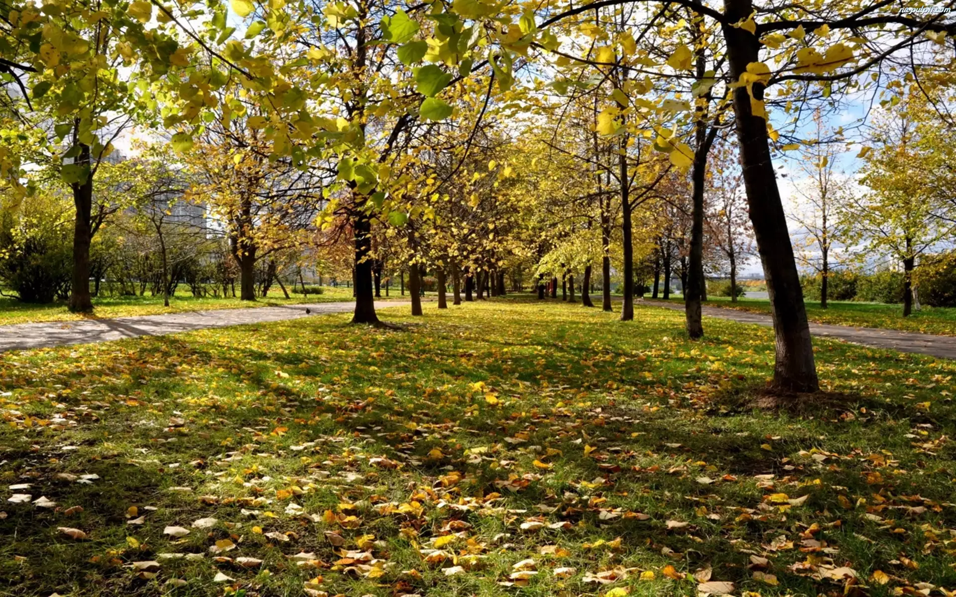 Park, Jesień, Moskwa, Rosja