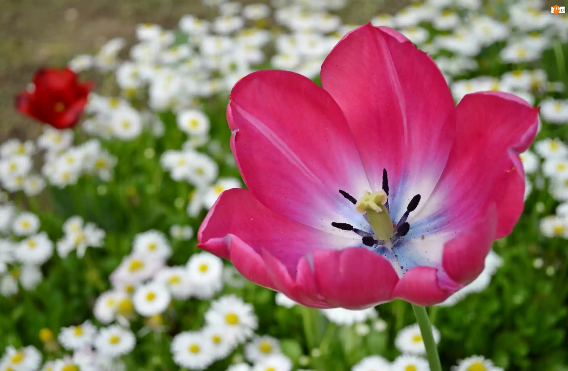 Tulipan, Kwiat