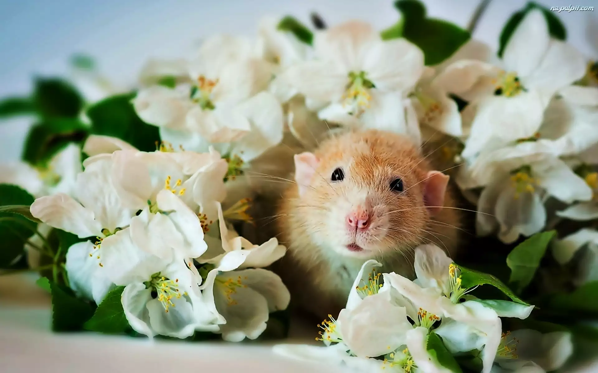 Szczur, Jaśmin, Białe, Kwiaty
