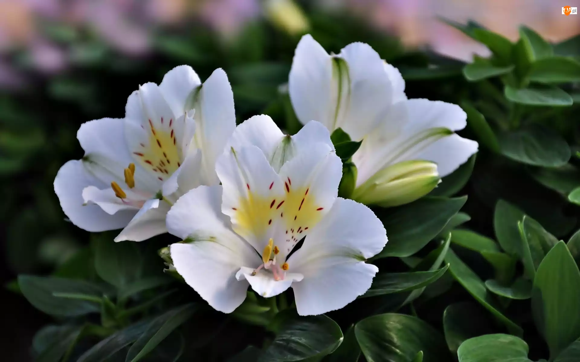 Alstremeria, Białe, Kwiaty