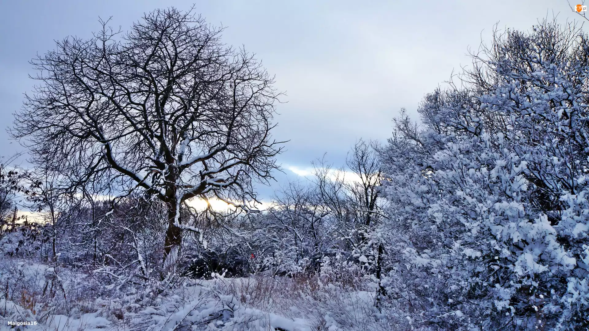 Śnieg, Zima, Drzewo