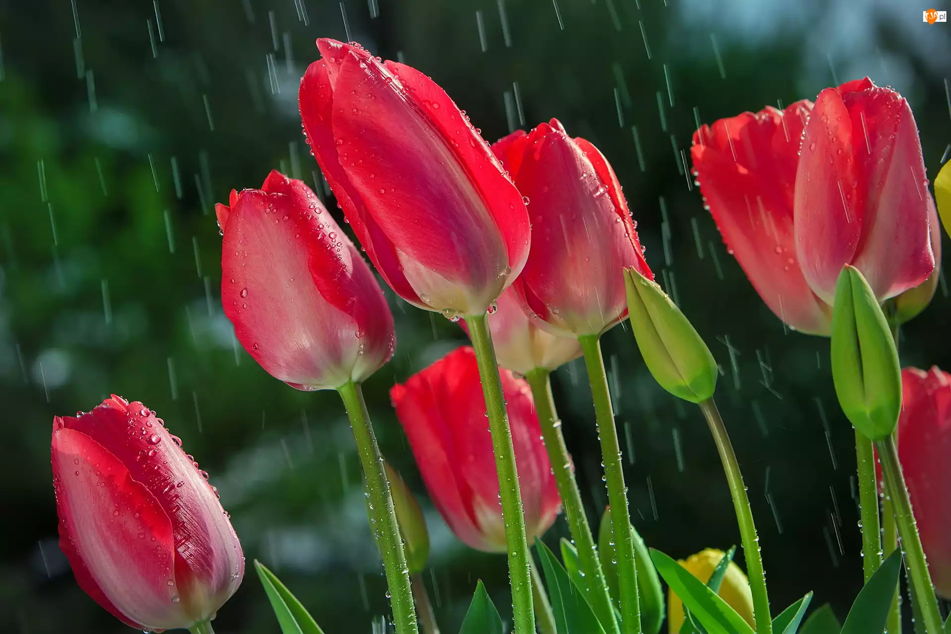 Deszcz, Tulipany, Kwiaty