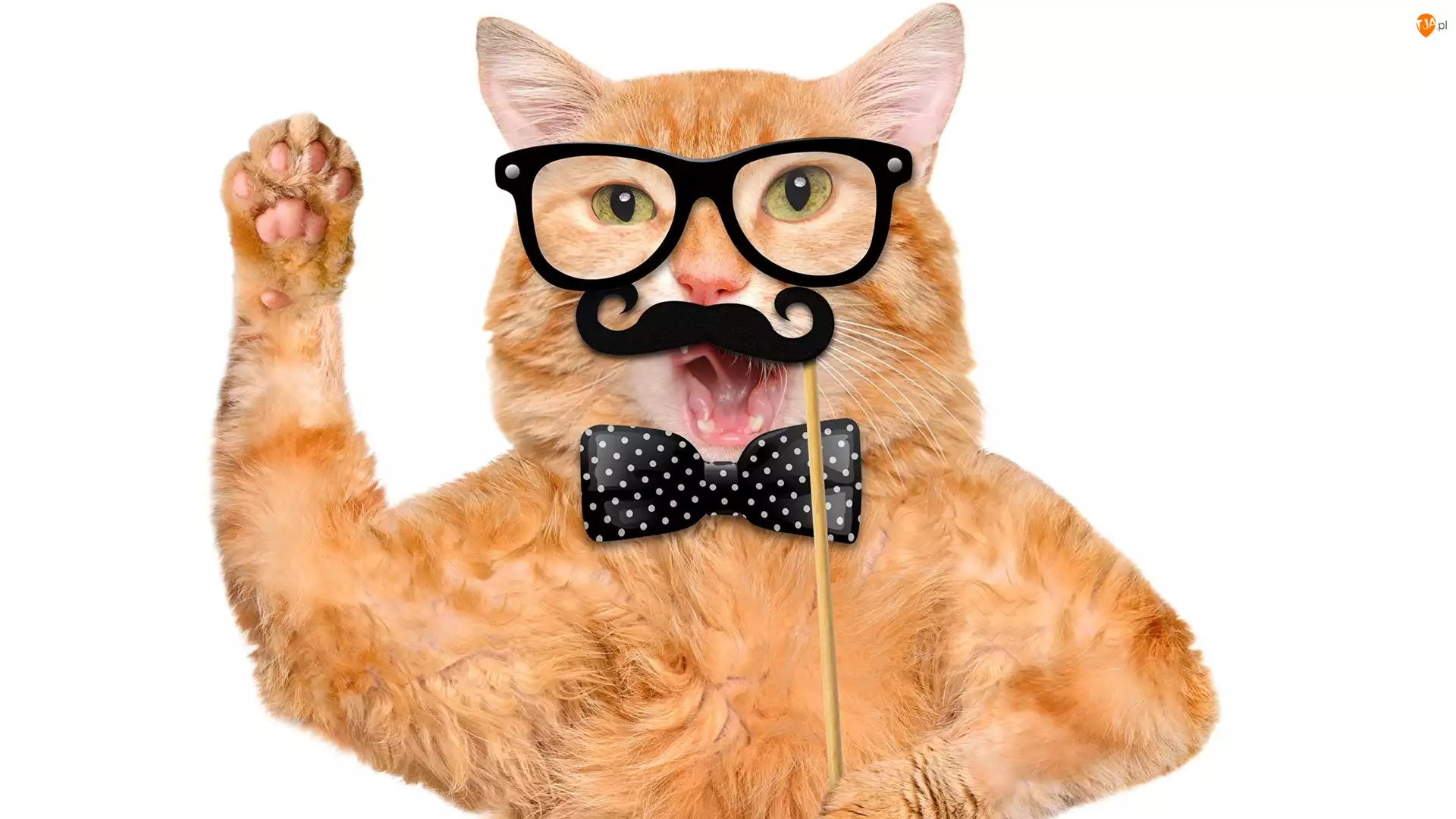 Okulary, Muszka, Kot, Śmieszne, Wąsy