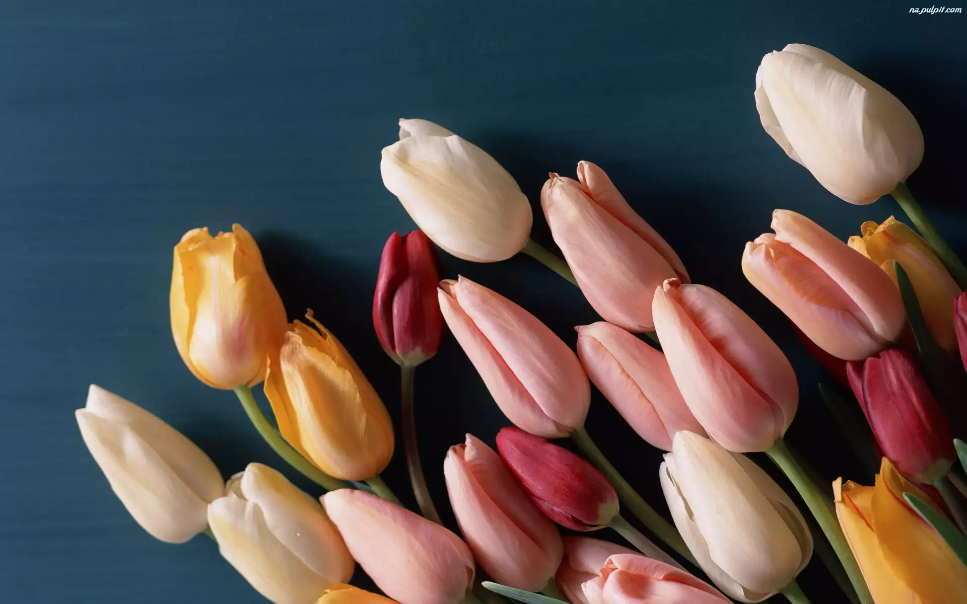 Tulipany, Tło, Kolorowe, Niebieskie