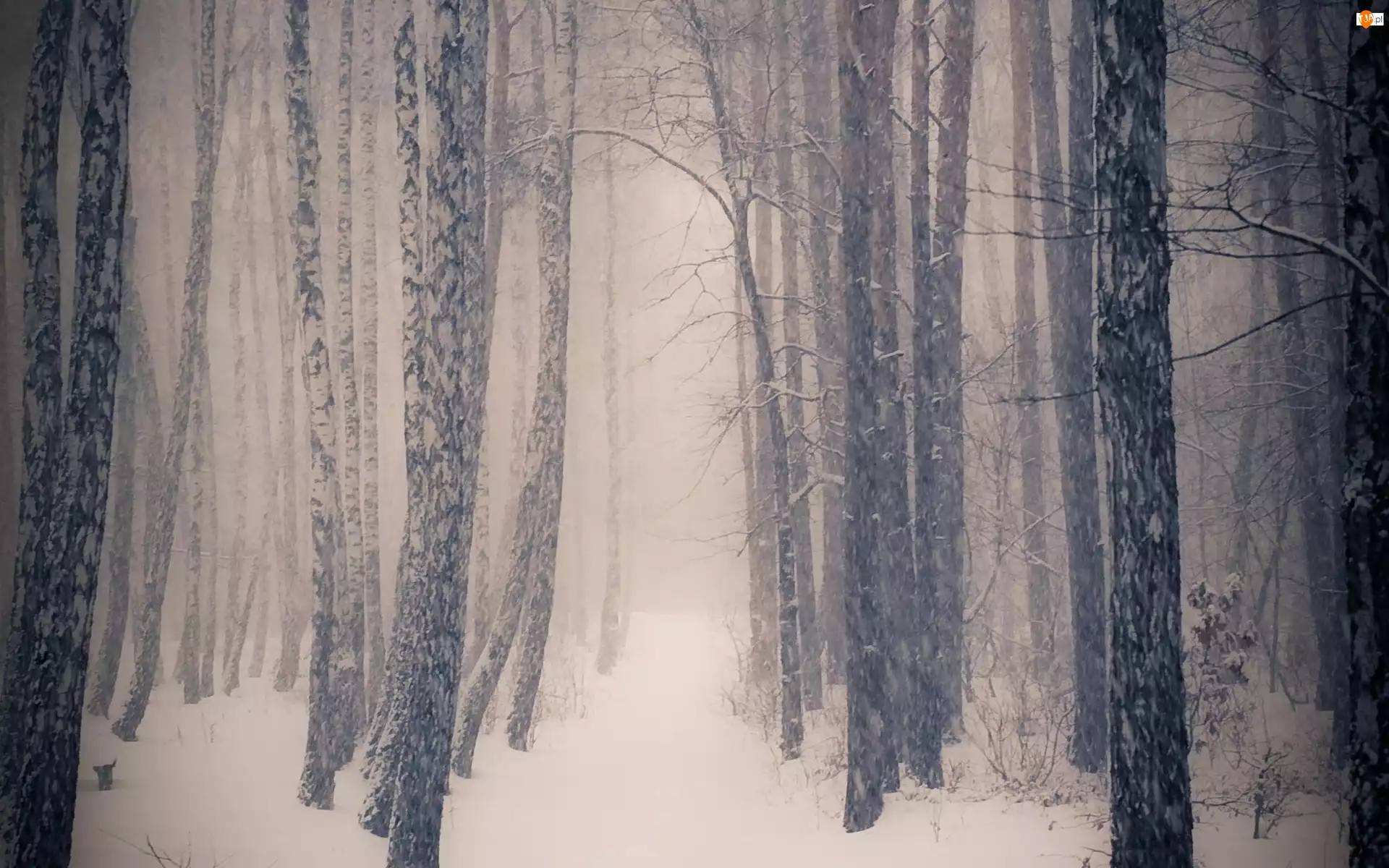 Zima, Drzewa, Śnieg, Las