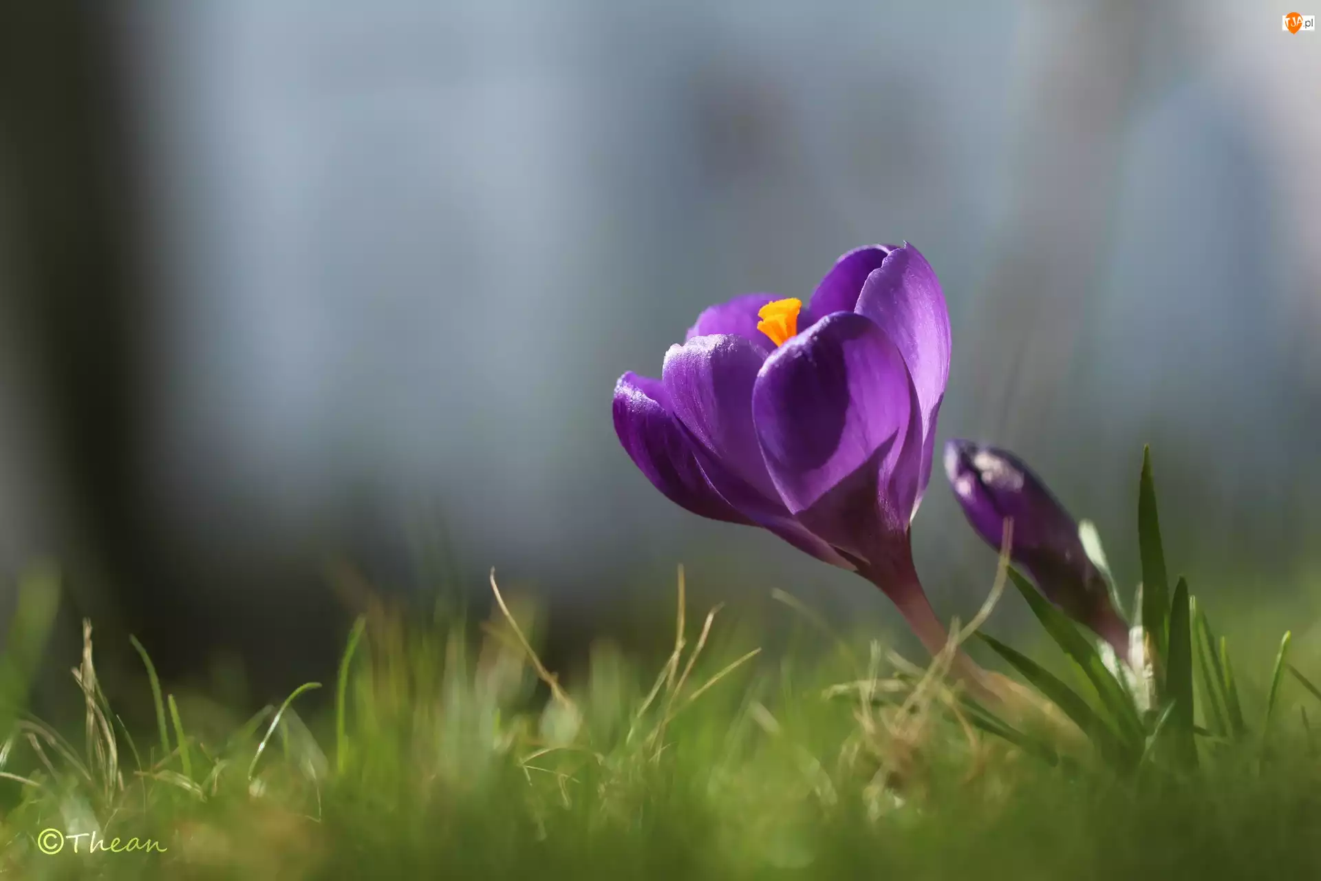Fioletowy, Wiosna, Krokus, Kwiat