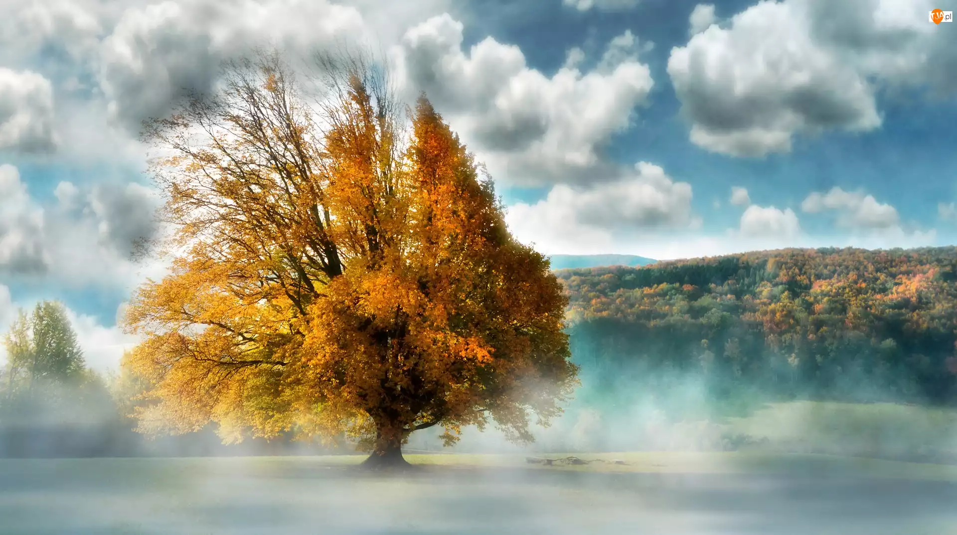 Las, Jesień, Mgła, Drzewo, Chmury