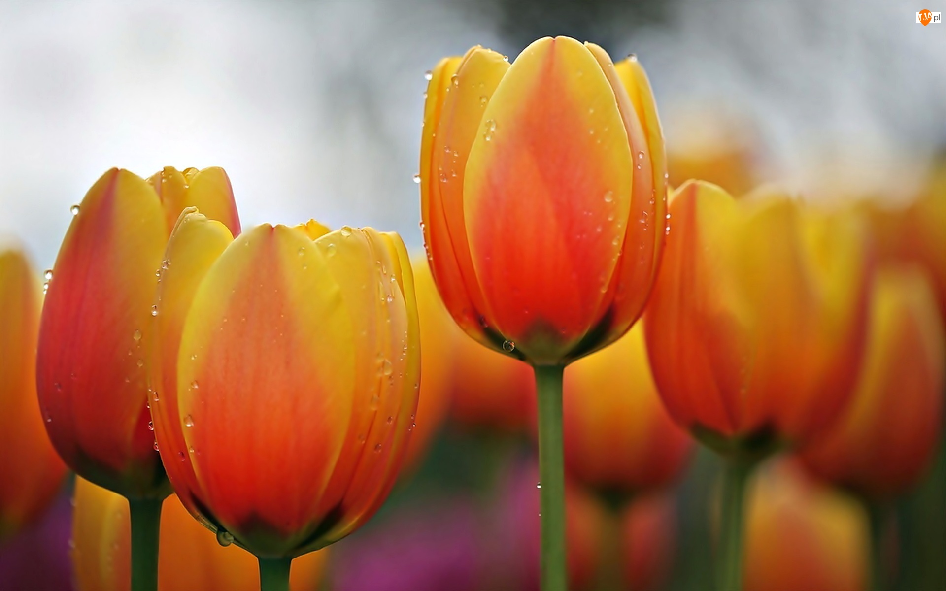 Krople, Tulipany