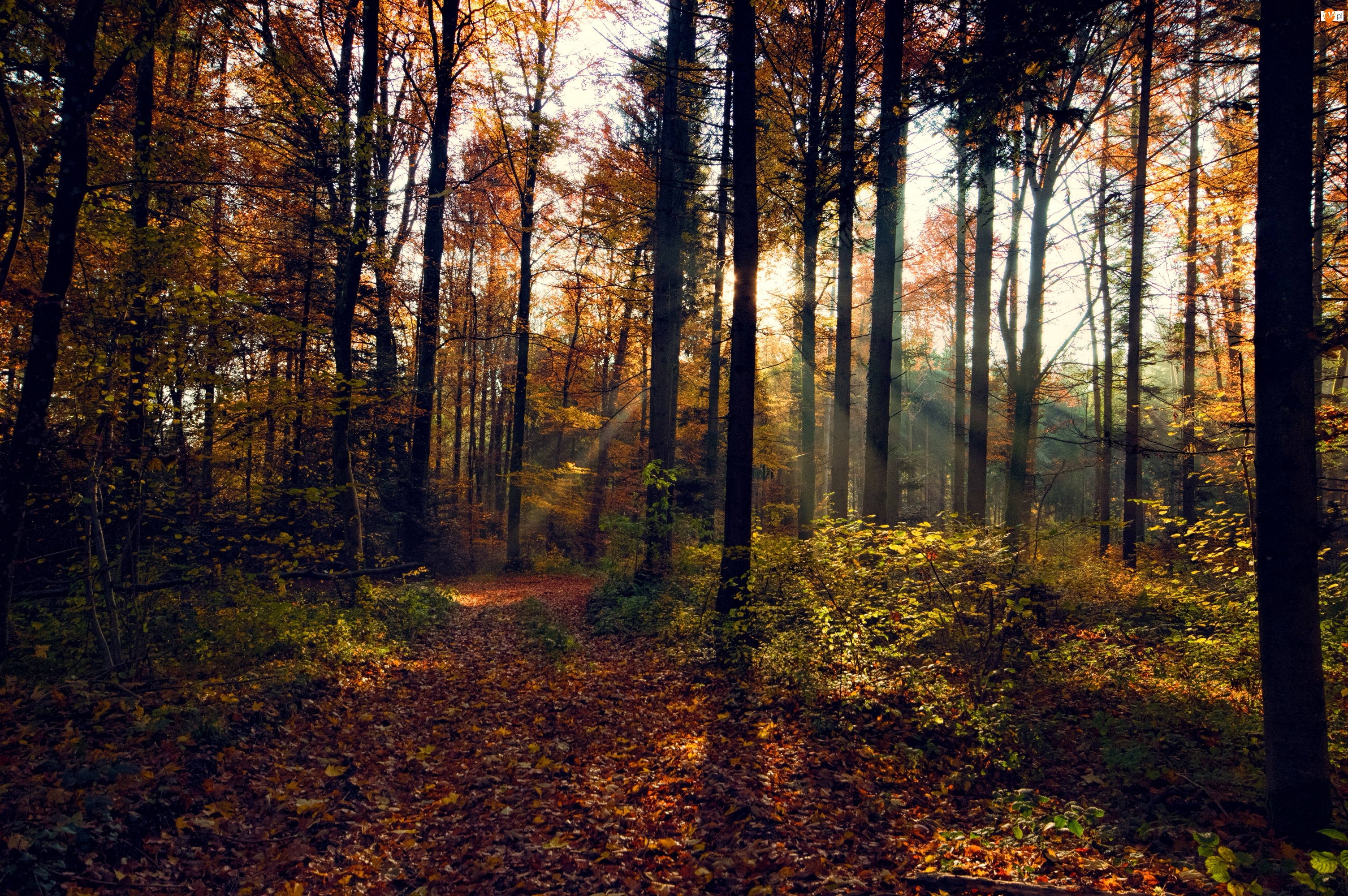 Las, Jesień, Przebijające Światło
