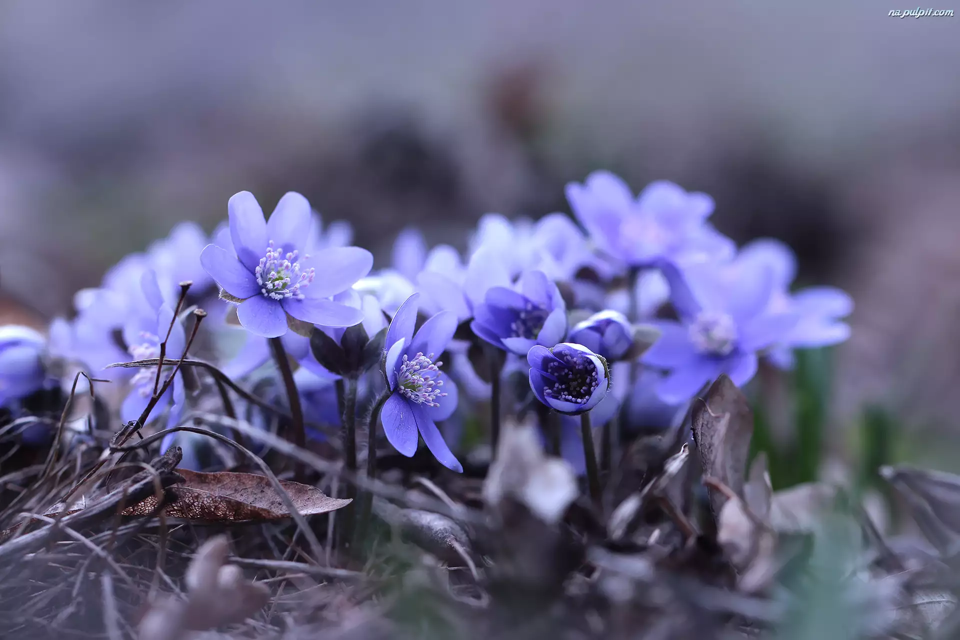 Kwiaty, Przylaszczki, Niebieskie