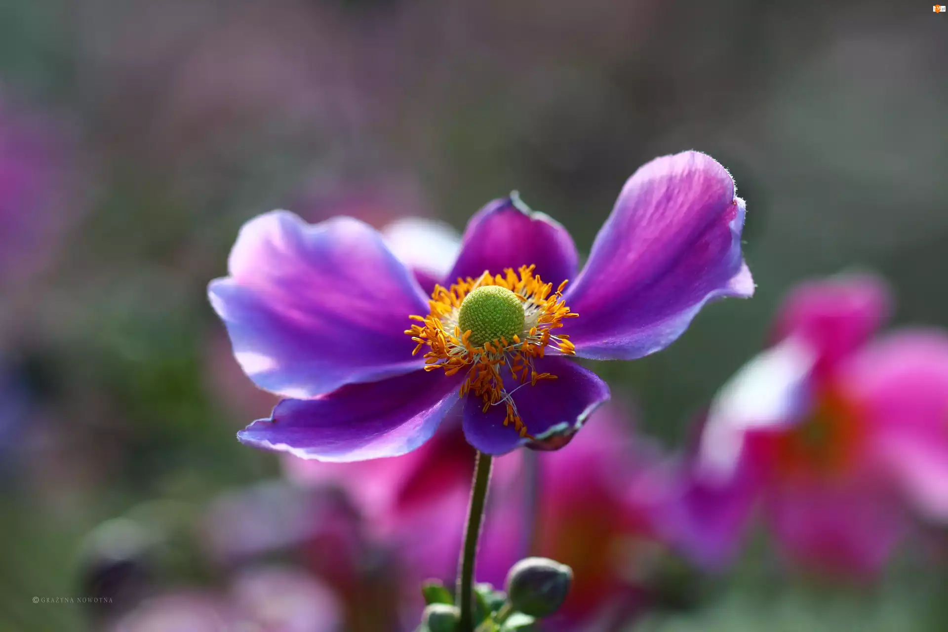 Kwiat, Zawilec Japoński, Fioletowy