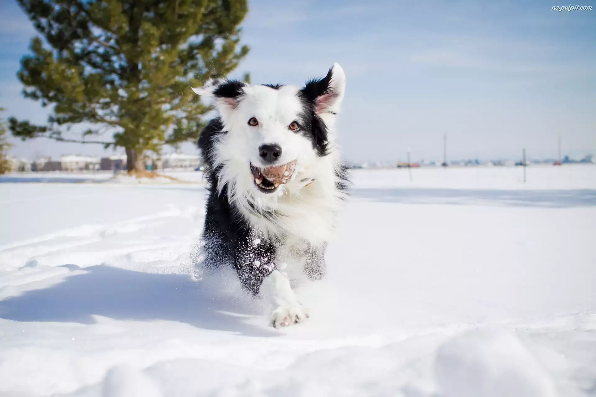 Pies, Śnieg, Border Collie, Zima