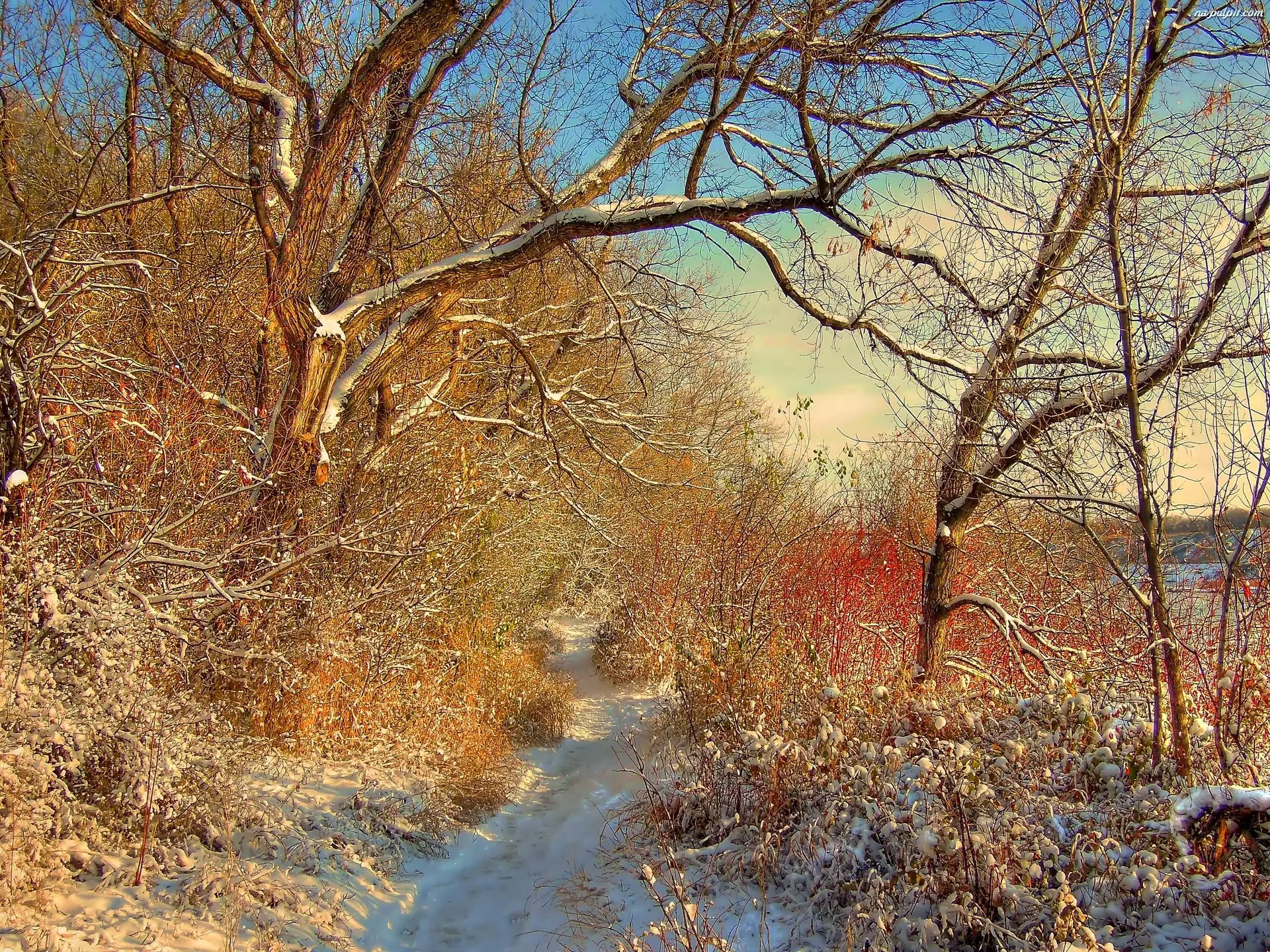 Ścieżka, Zima, Drzewa