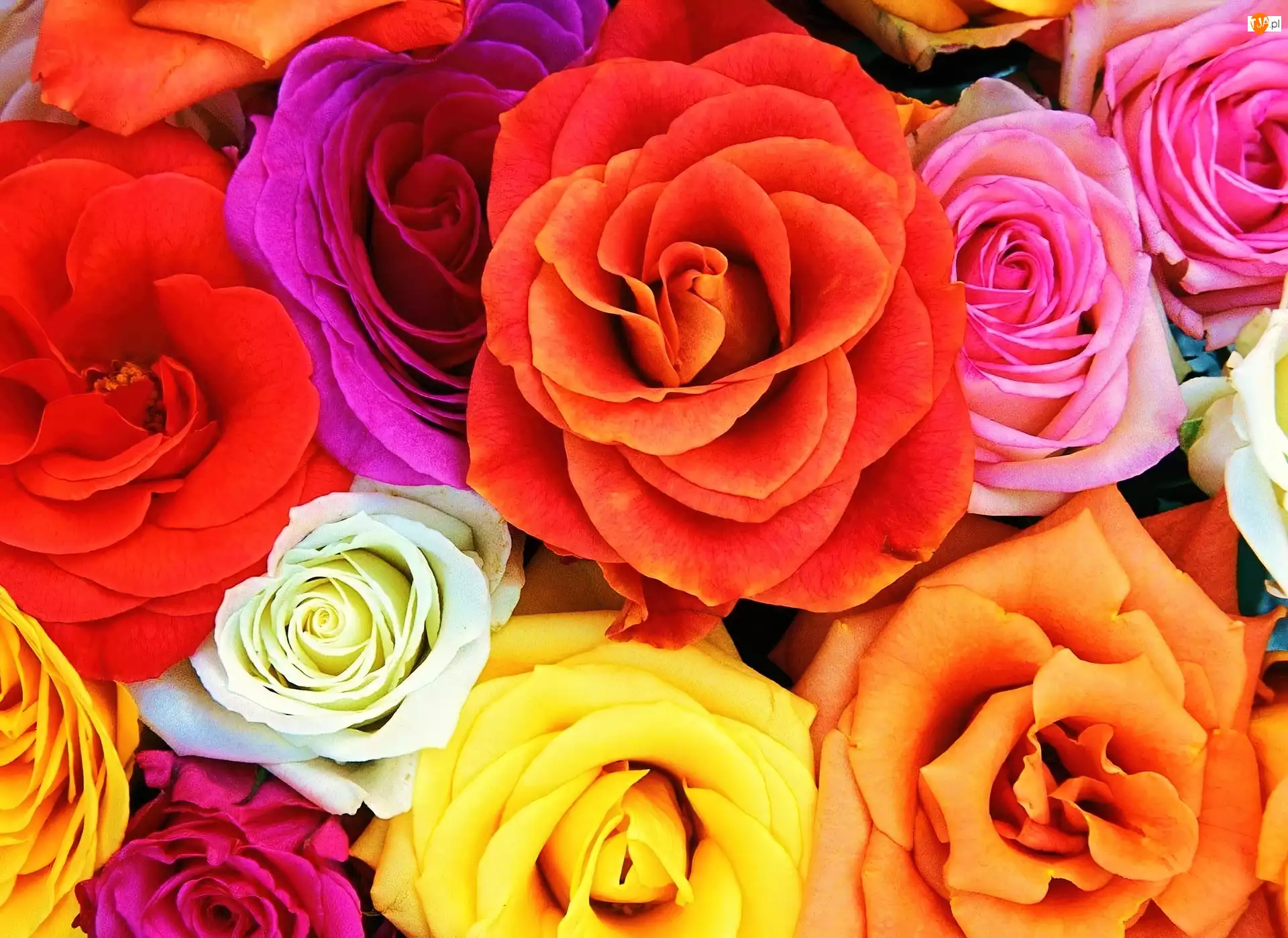 Róże, Kolorowe