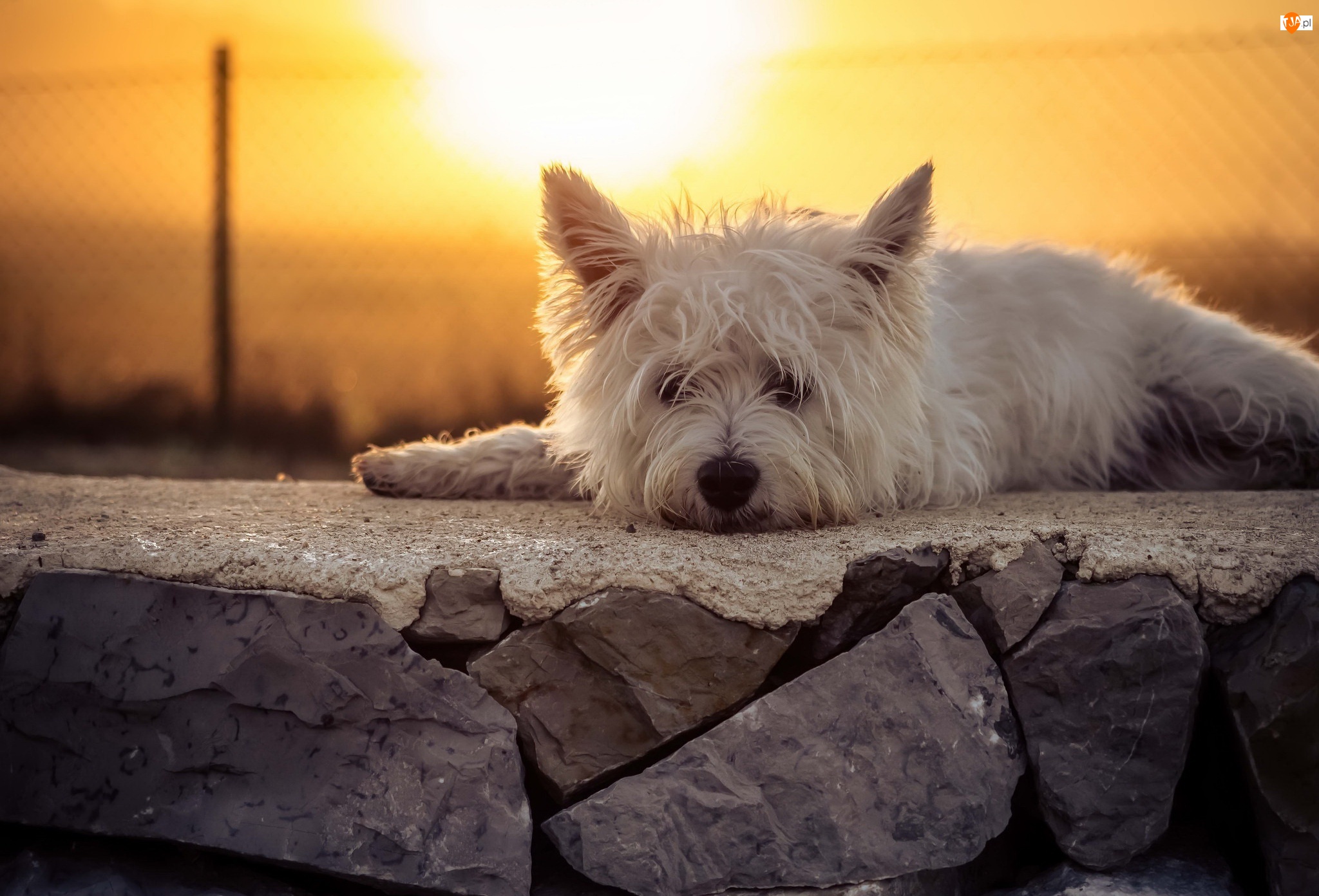Słońce, West Highland White terrier, Murek