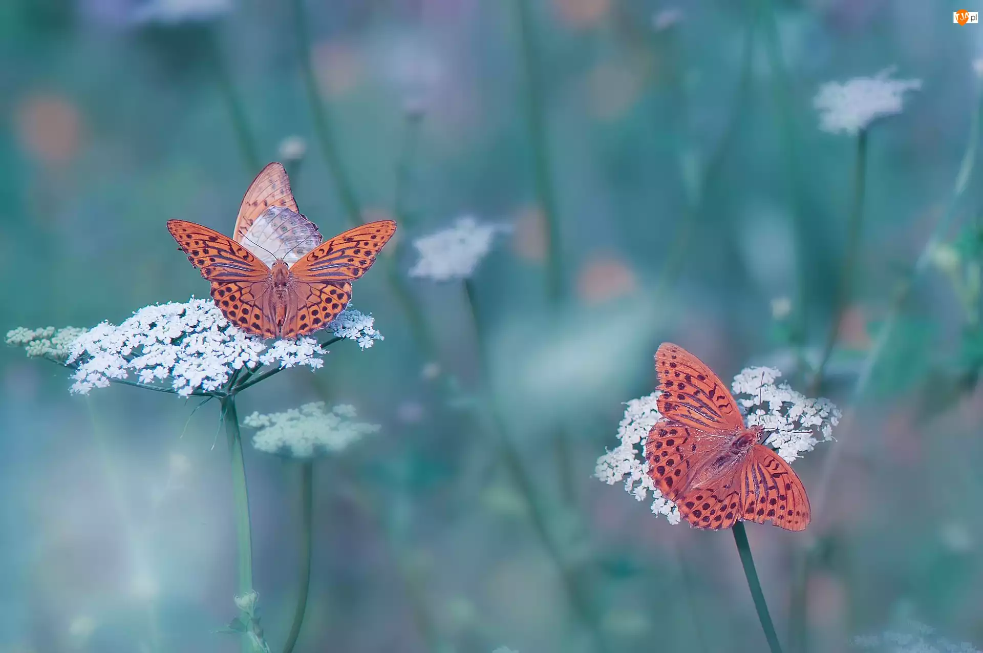 Perłowce malinowce, Kwiaty, Motyle