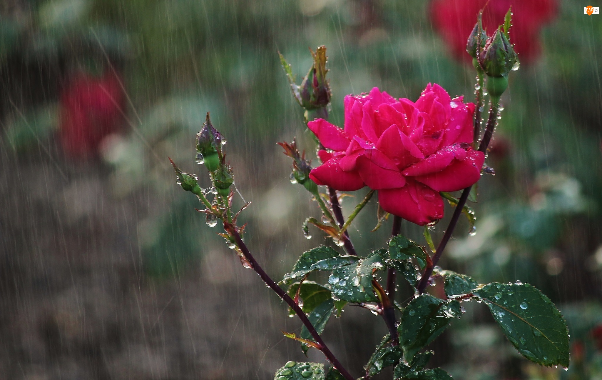 Deszcz, Róża, Pąki