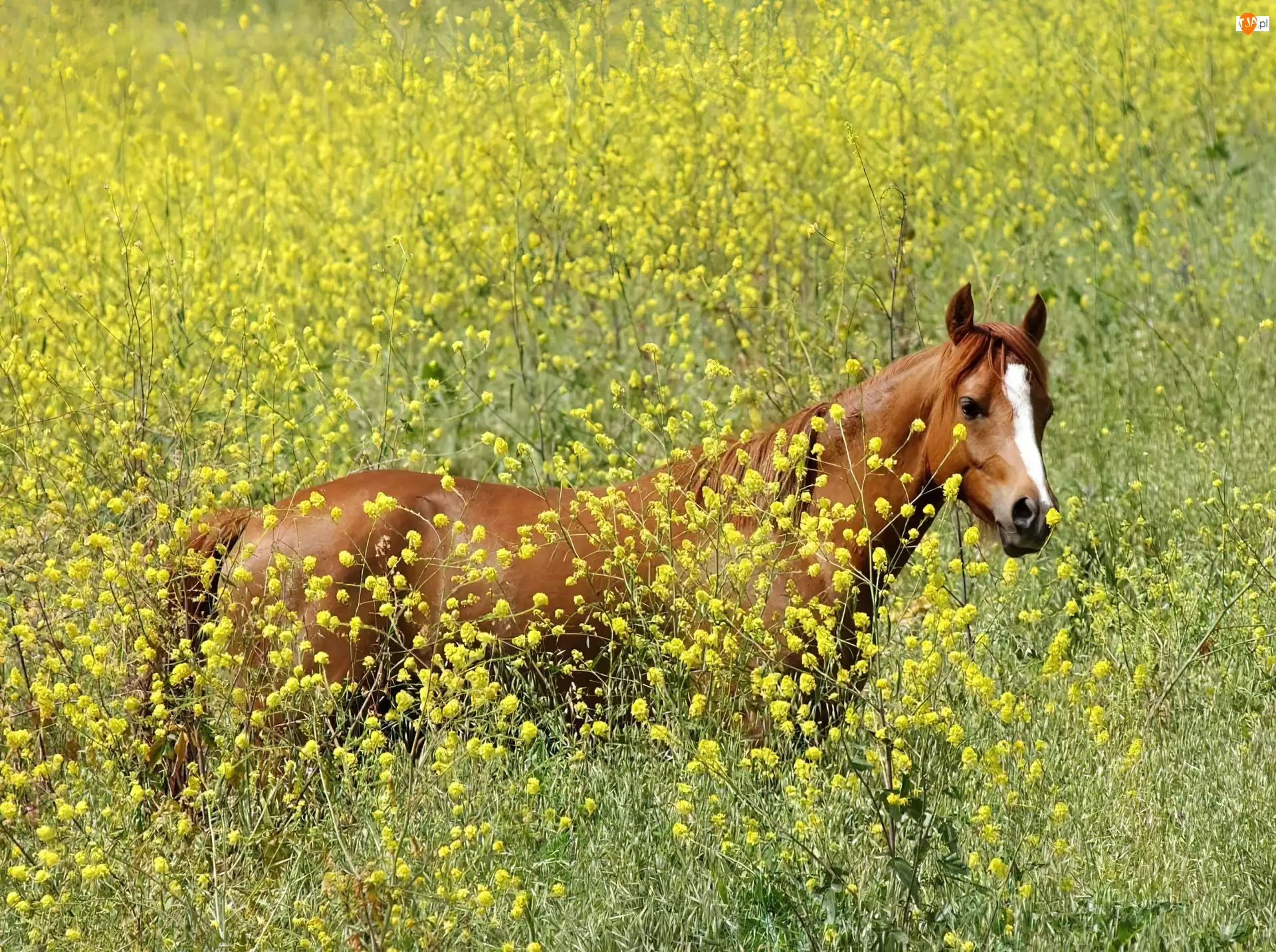 kwiaty, Koń, łąka
