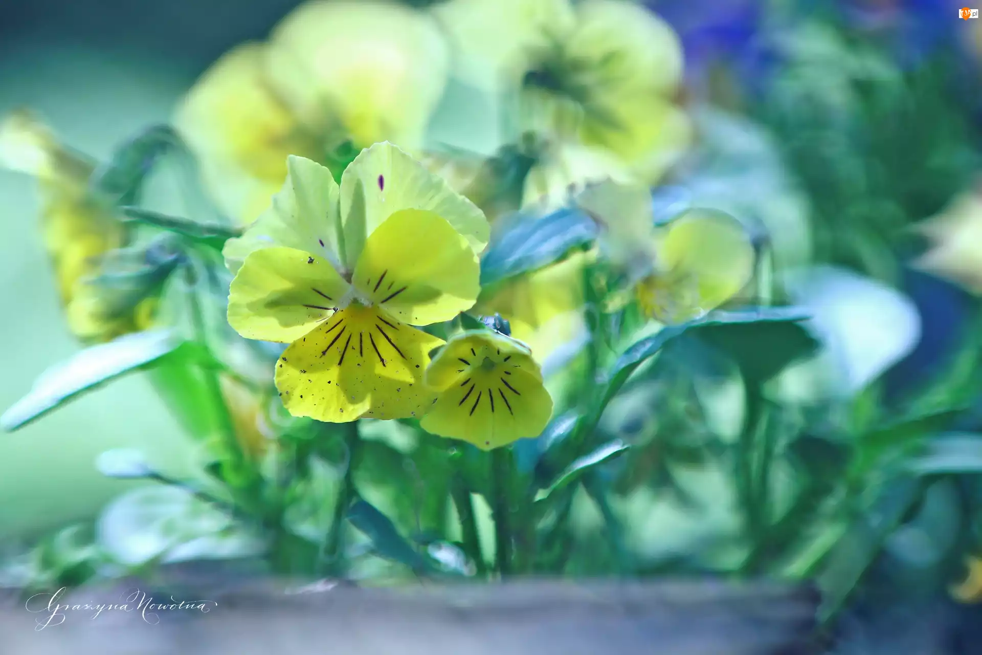 Kwiaty, Bratki, Żółte