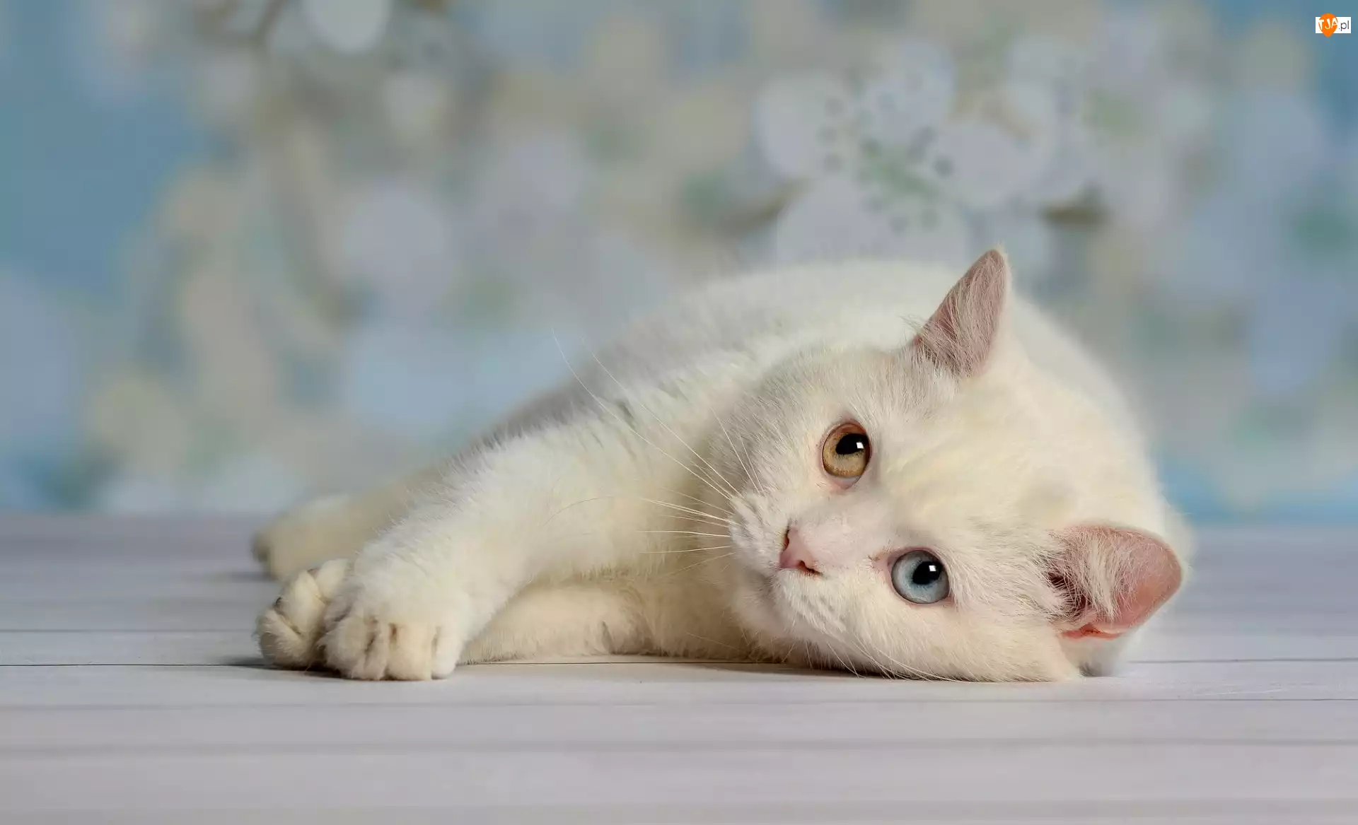 Biały, Kot