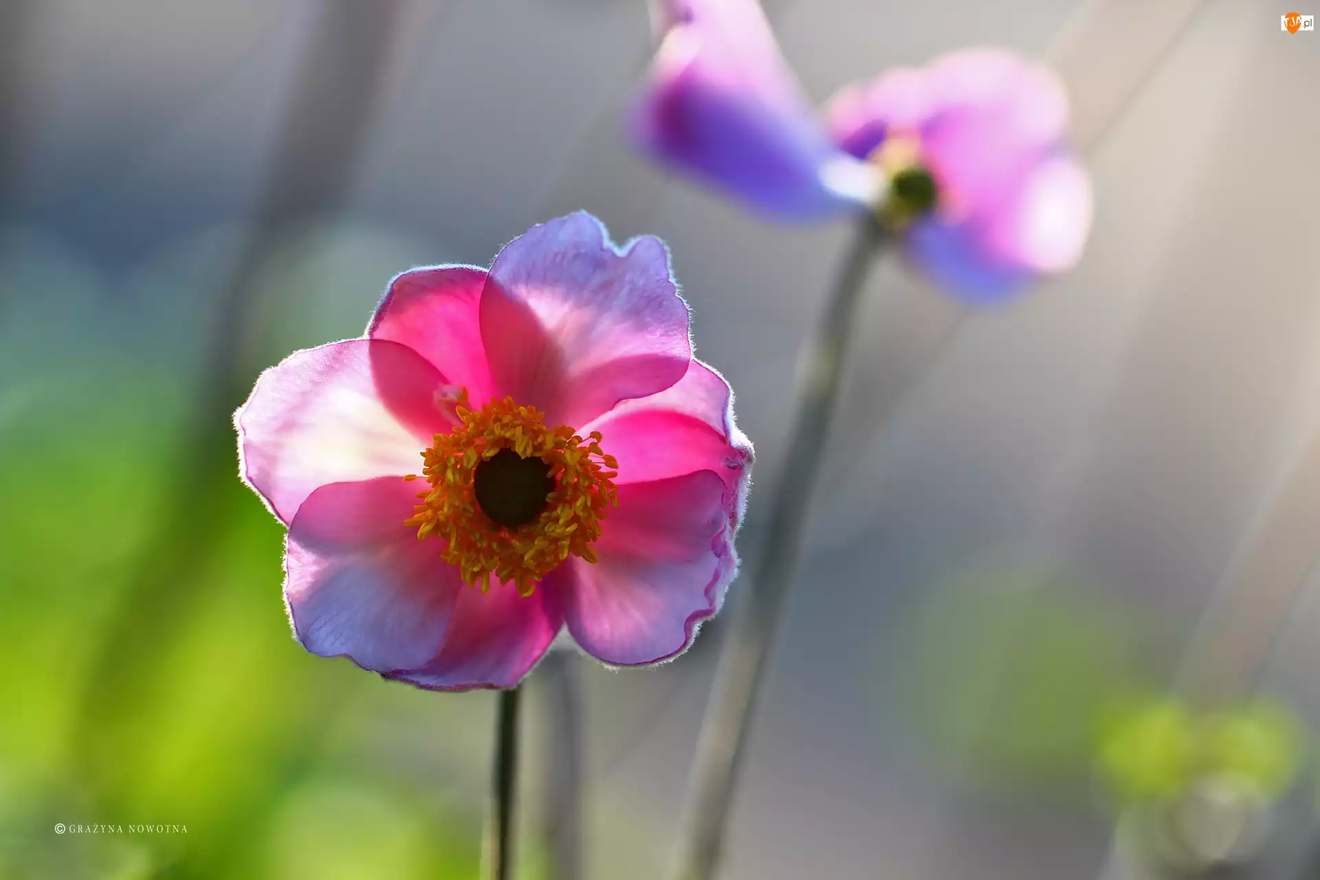 Zawilec Japoński, Kwiat