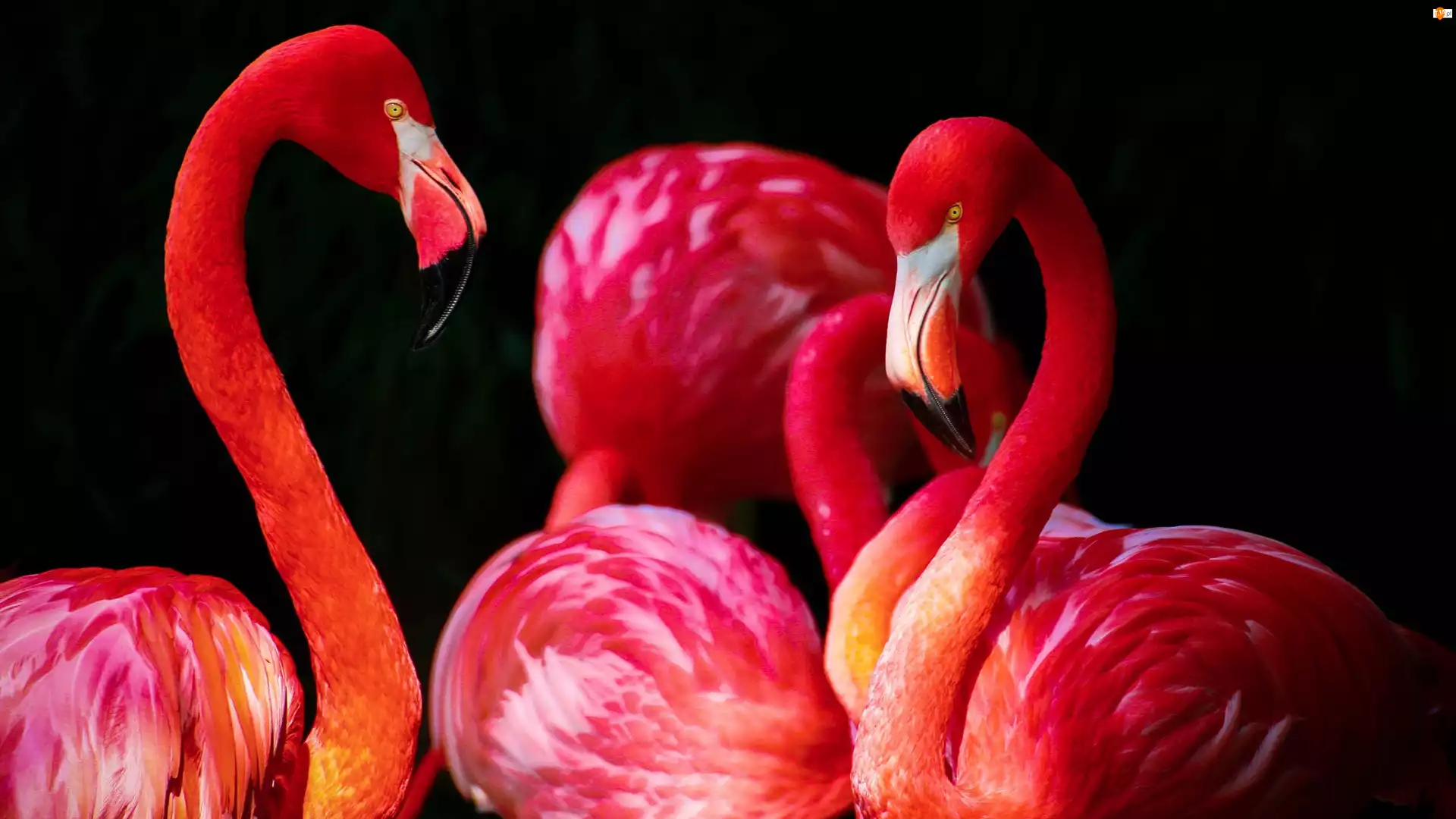Różowe, Flamingi