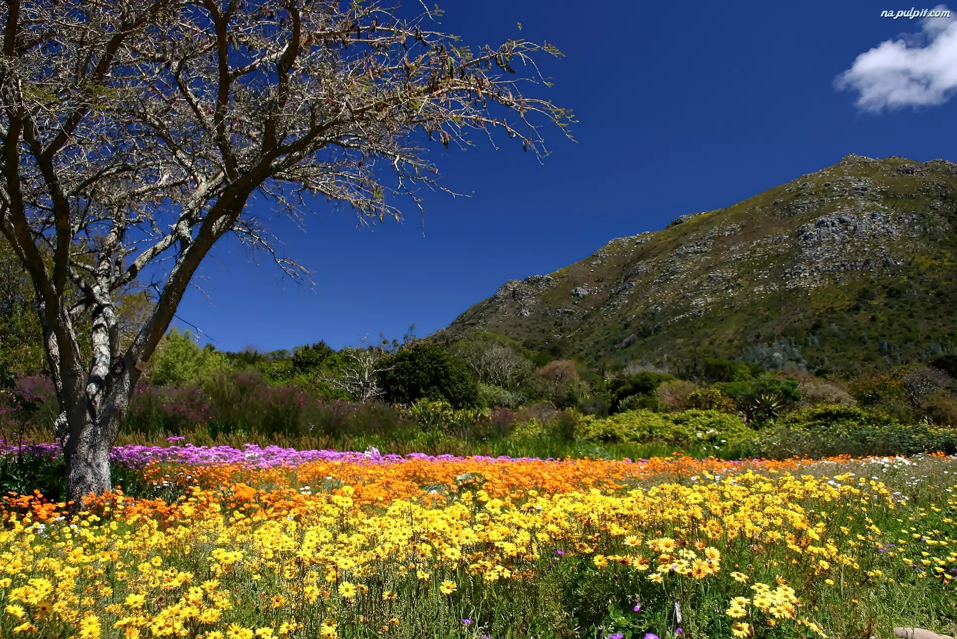 Ogród, Kirstenbosch, Wzgórza, Wiosna, Botaniczny