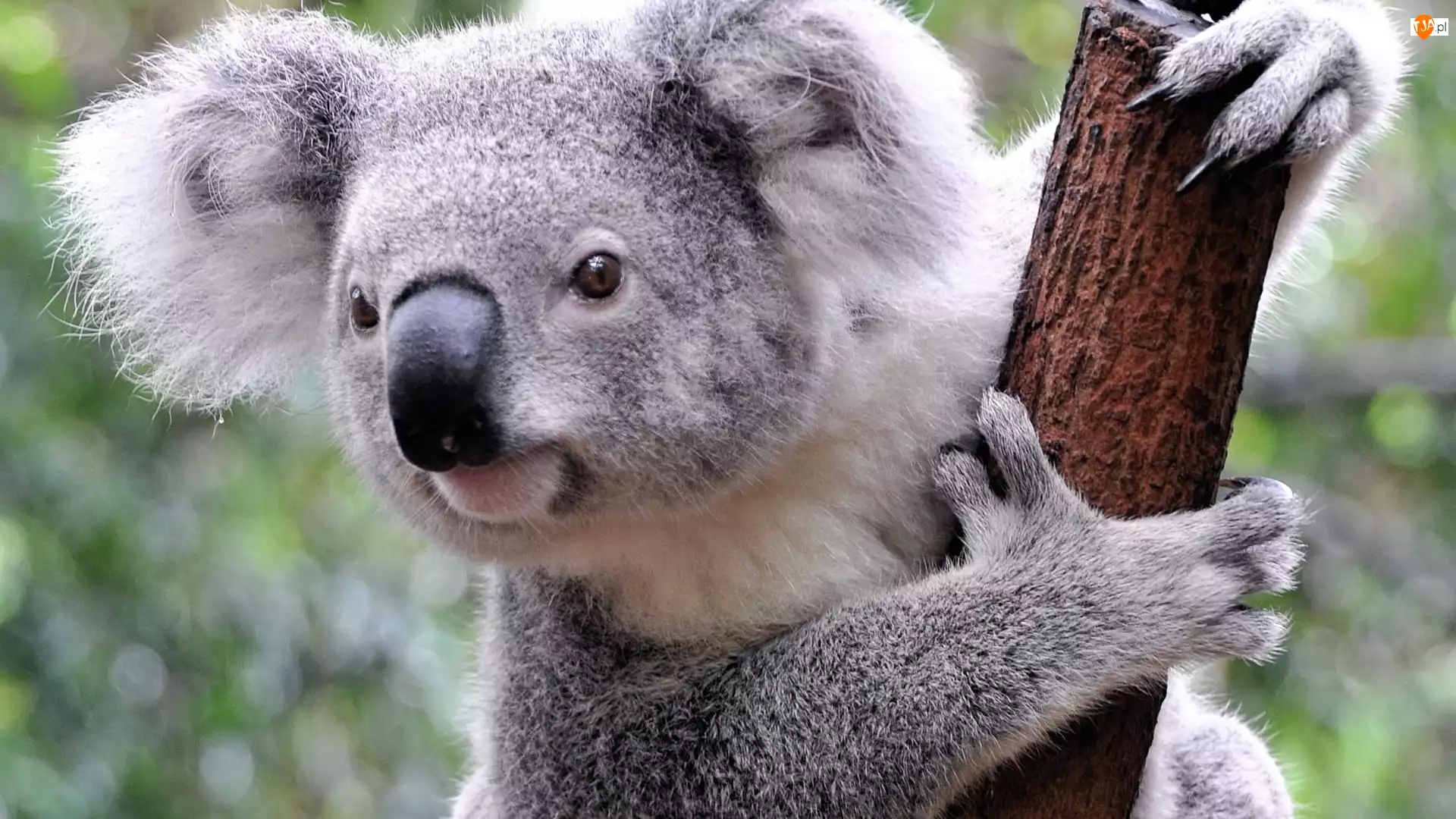 Konar, Koala