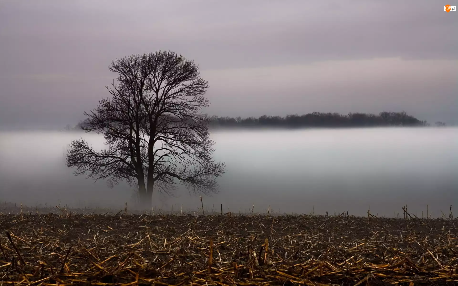Mgła, Pole, Drzewo