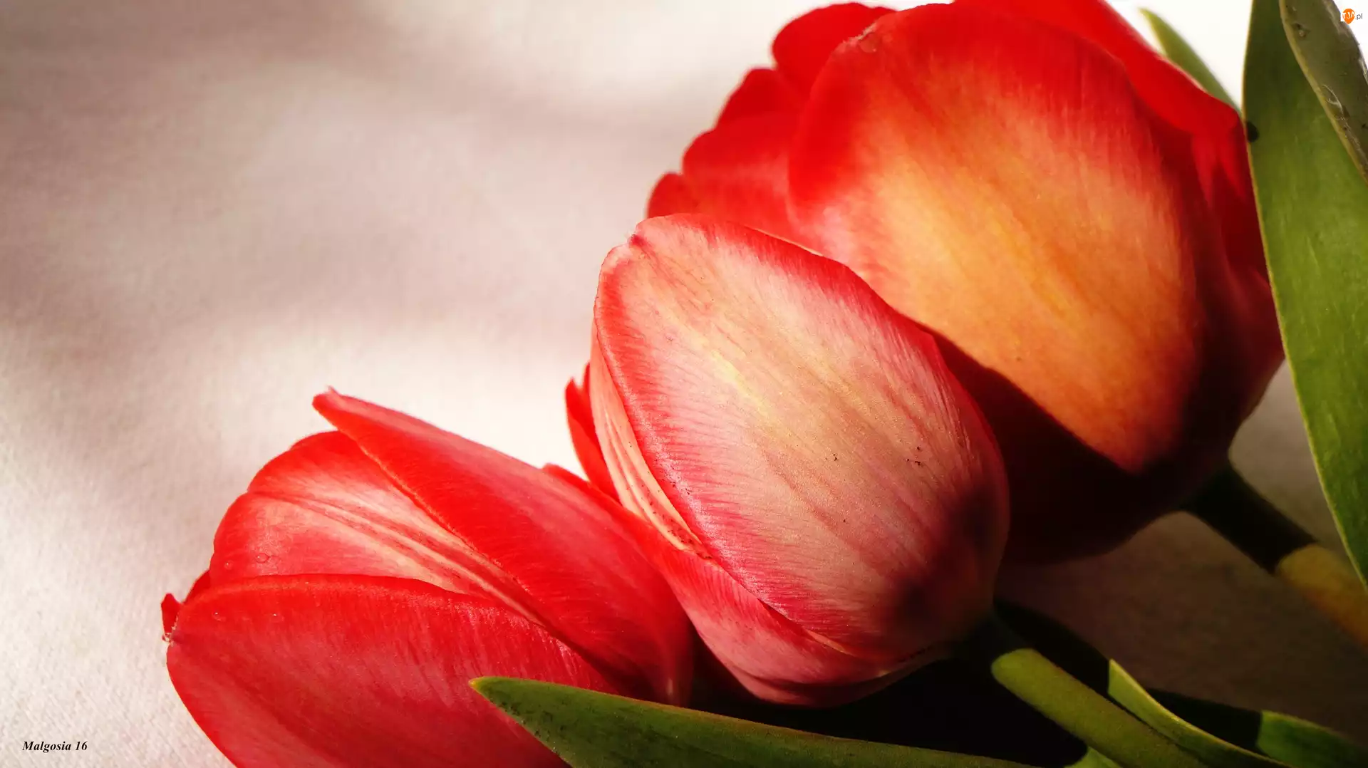 Makro, Tulipany, Czerwone
