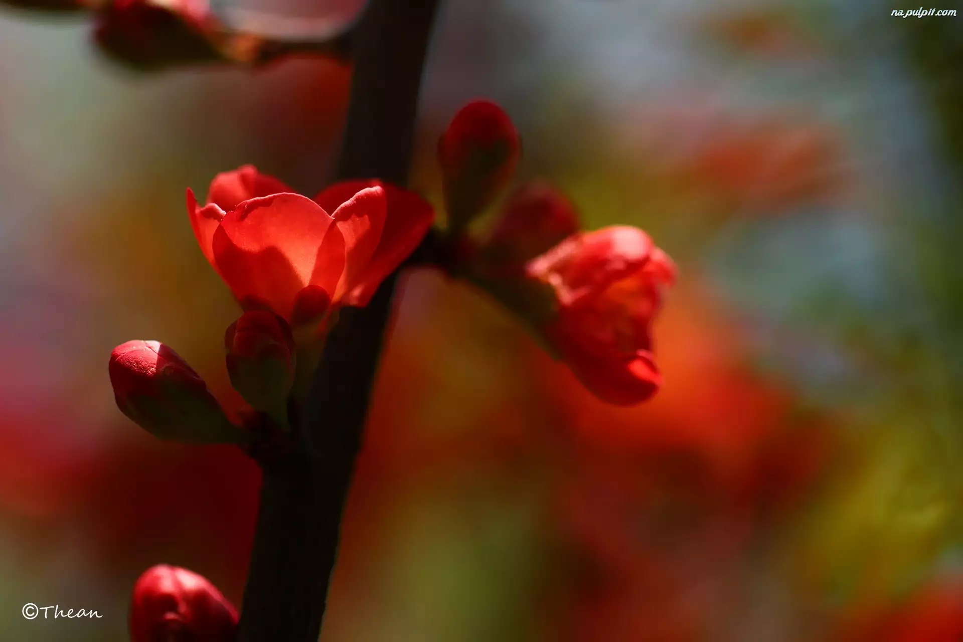Kwiaty, Krzew, Pigwowiec Japoński, Czerwone
